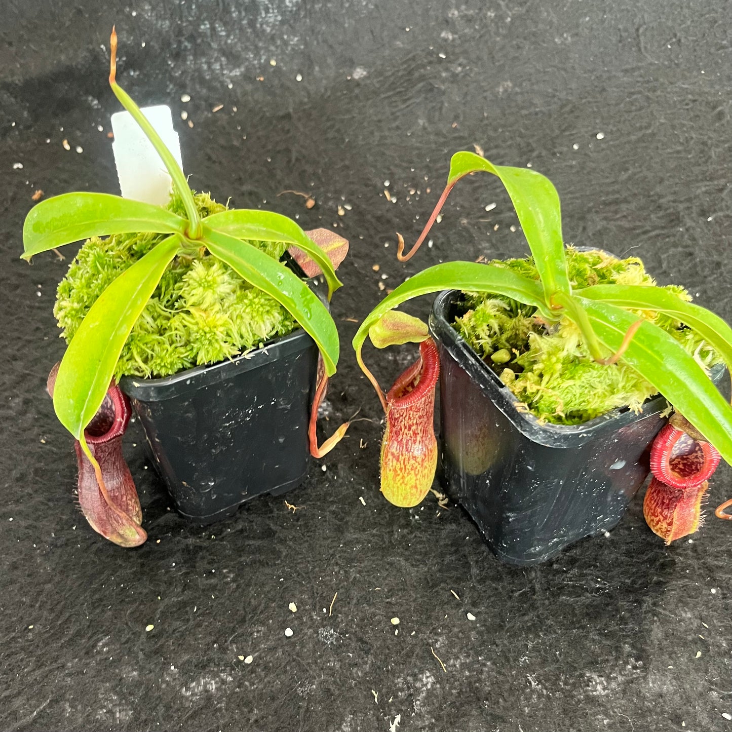 Nepenthes singalana x burkei