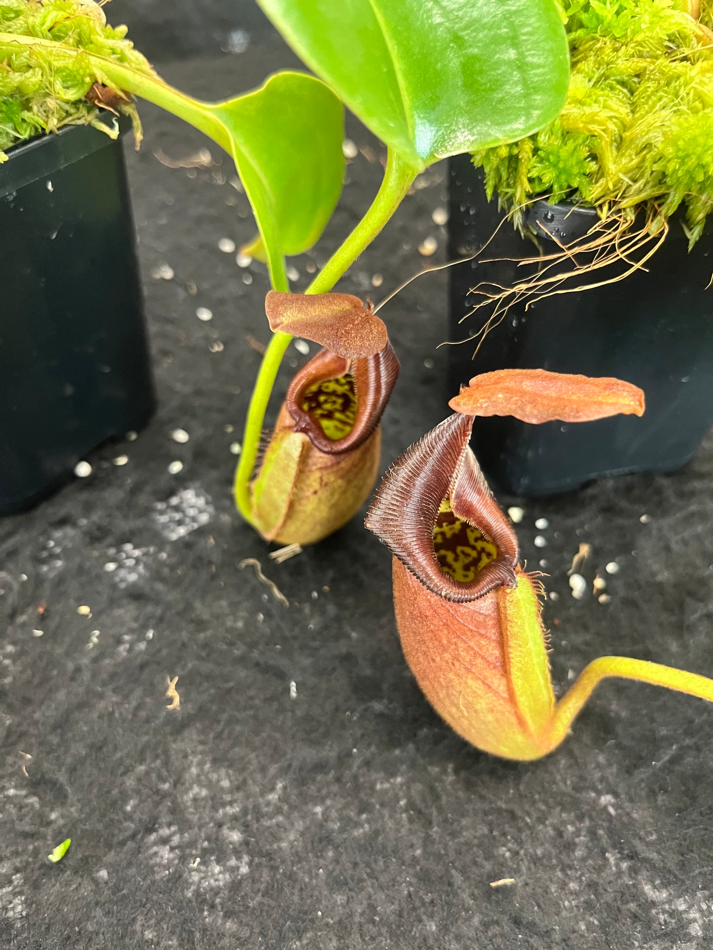 Nepenthes robcantleyi BE-3517