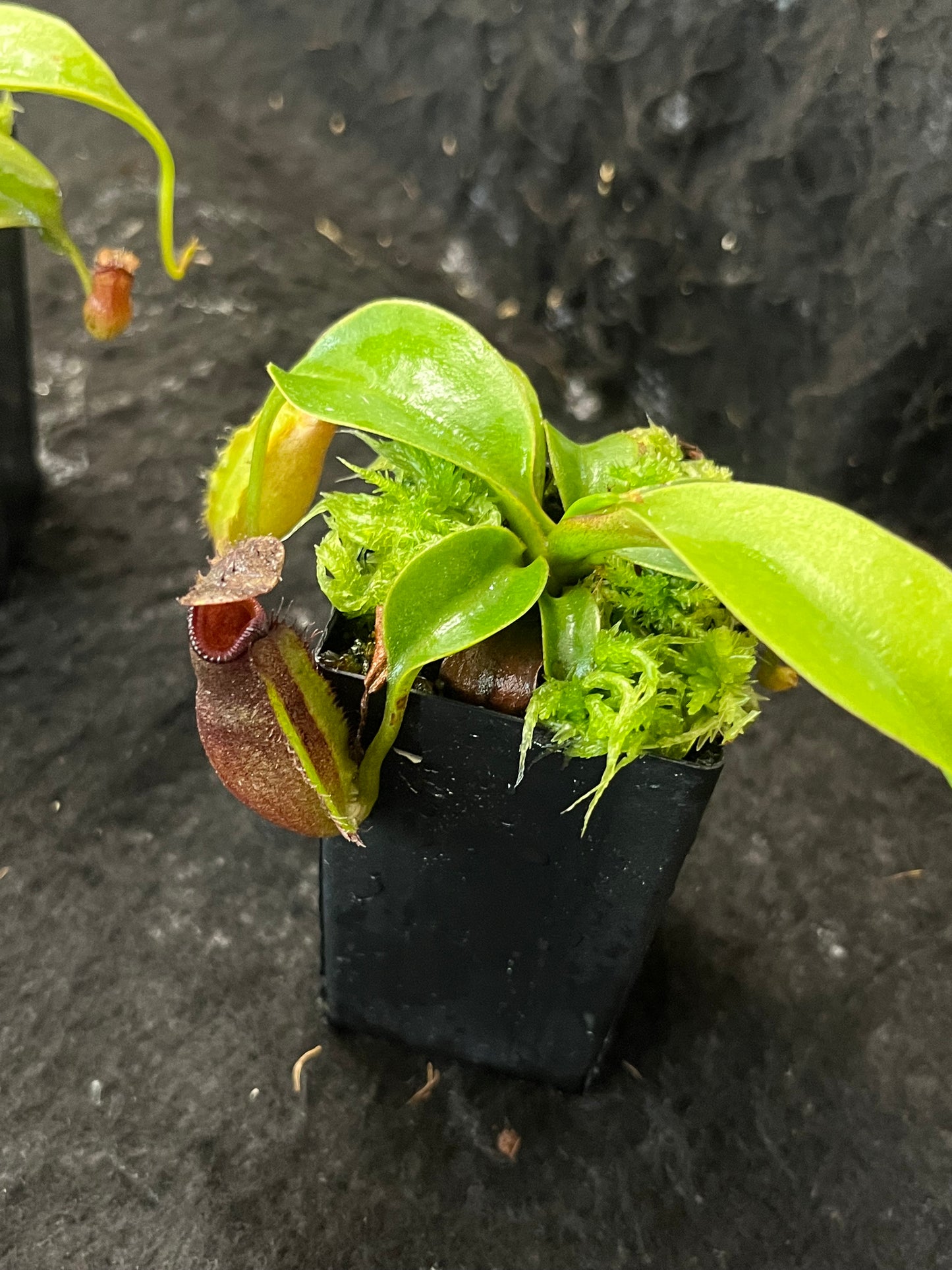 Nepenthes robcantleyi x ovata BE-3996