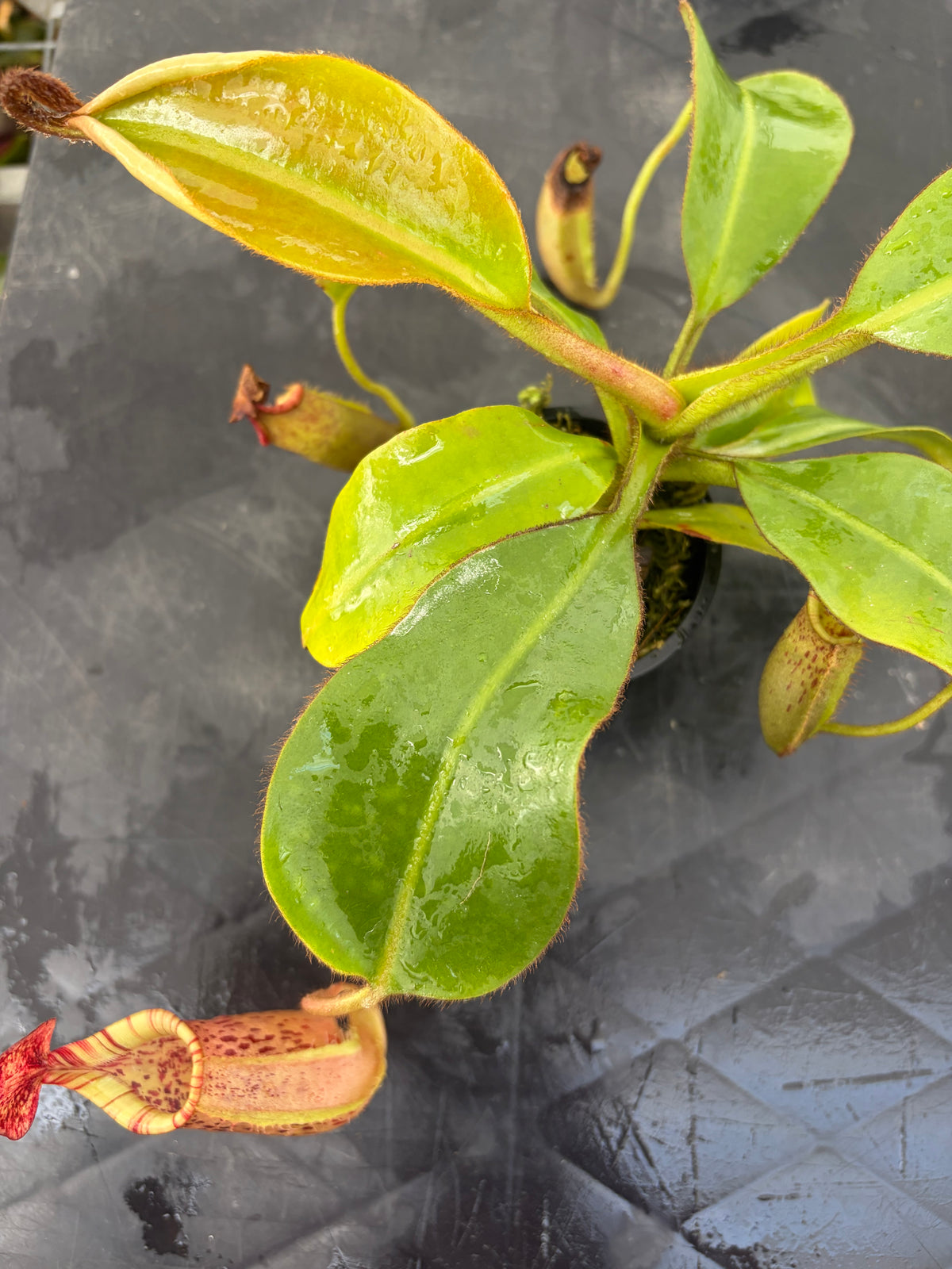 Nepenthes LVB x veitchii (K)