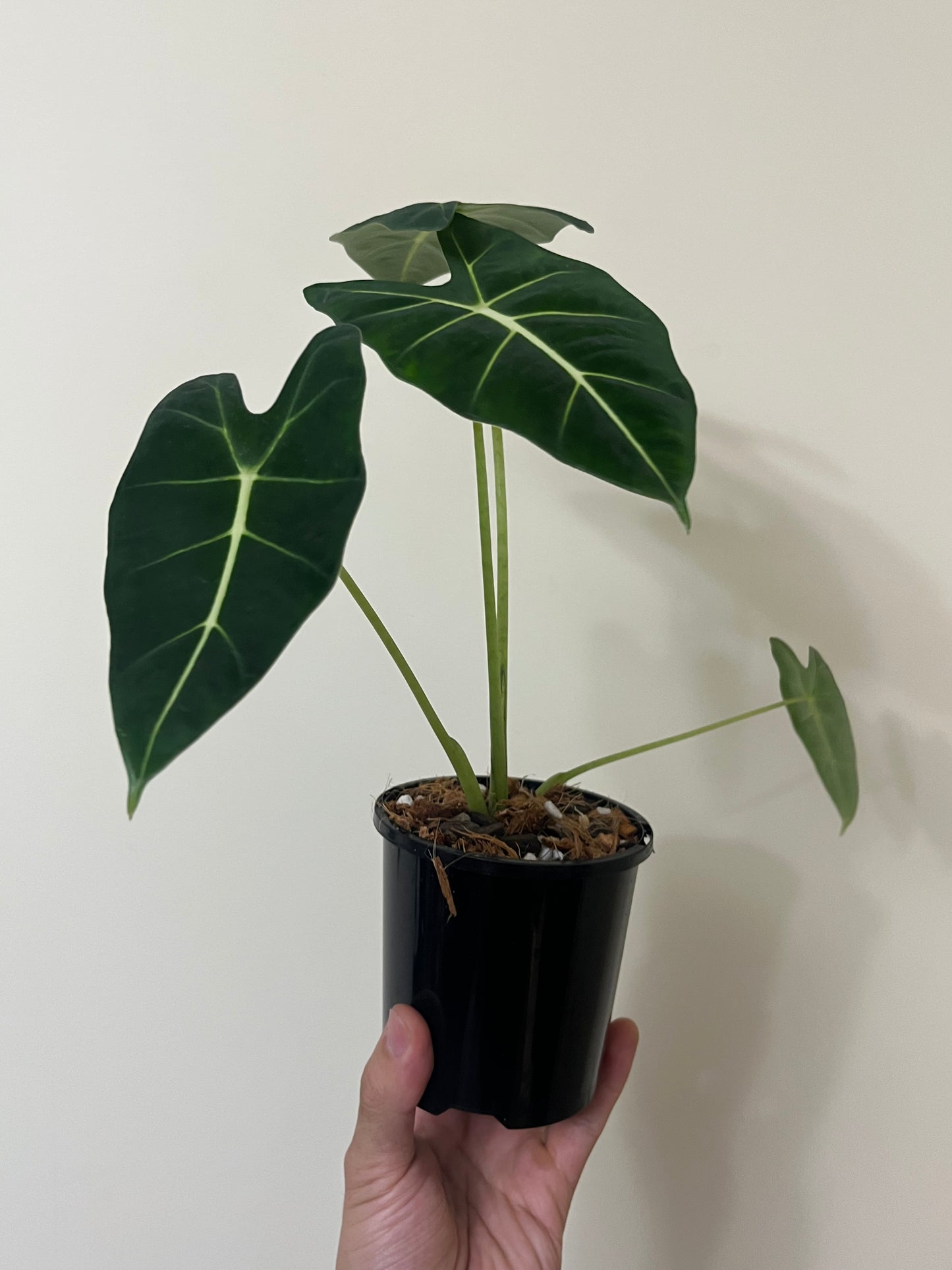 Alocasia micholitziana Green Velvet