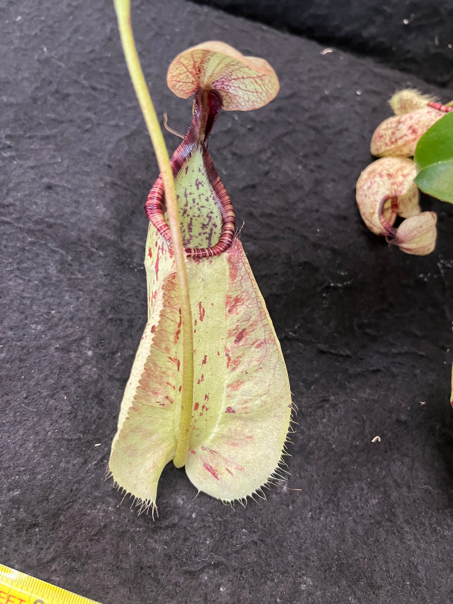 Nepenthes rafflesiana SG