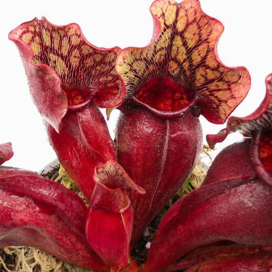 Sarracenia purpurea