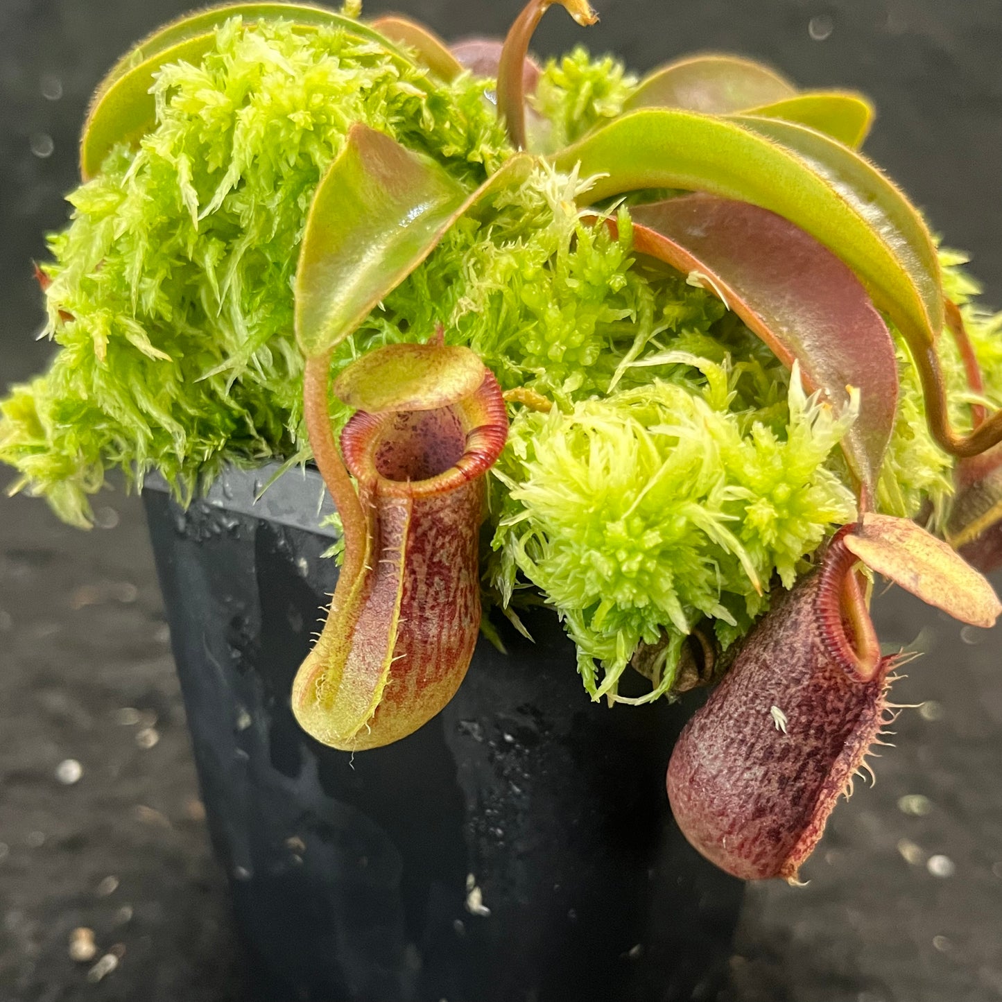 Nepenthes singalana x (burbidgeae x edwardsiana) BE-3984