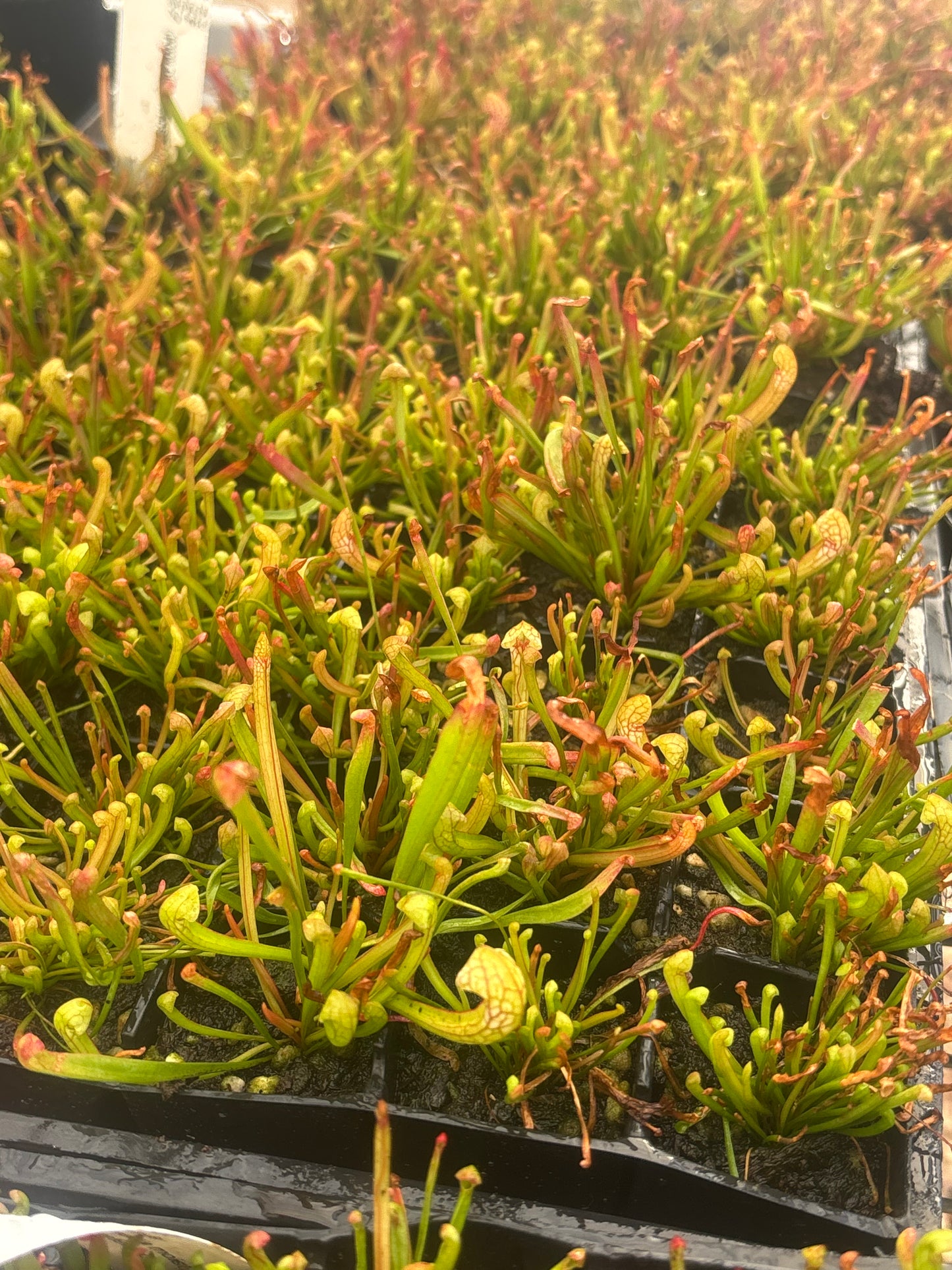 Sarracenia x Wrigleyana