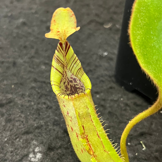 Nepenthes robcantleyi x mollis