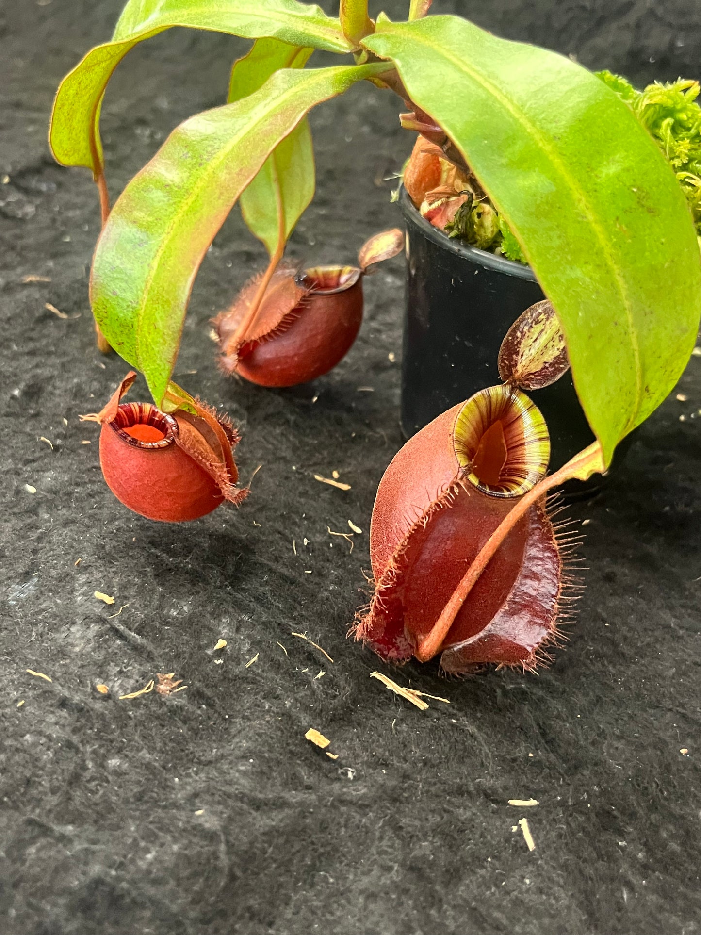 Nepenthes (ampullaria Black Miracle x viking) x (viking x ampullaria Red) SG