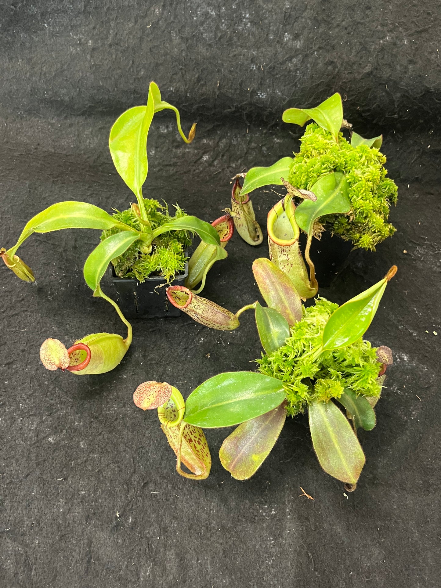 Nepenthes burbidgeae x veitchii BE-3723