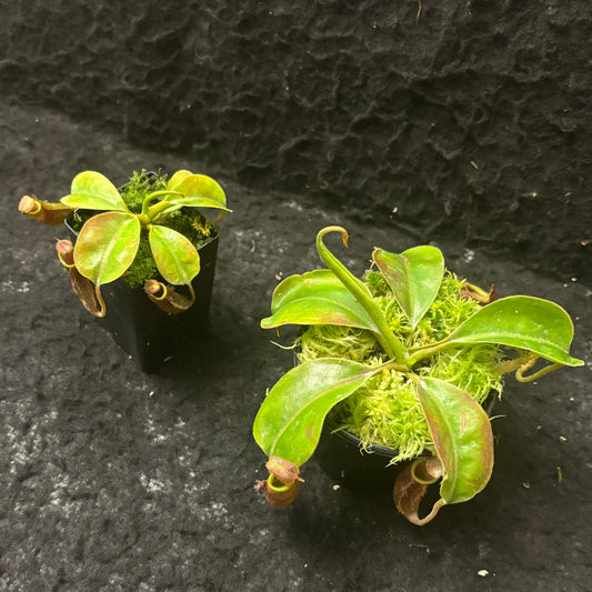 Nepenthes boschiana x mollis