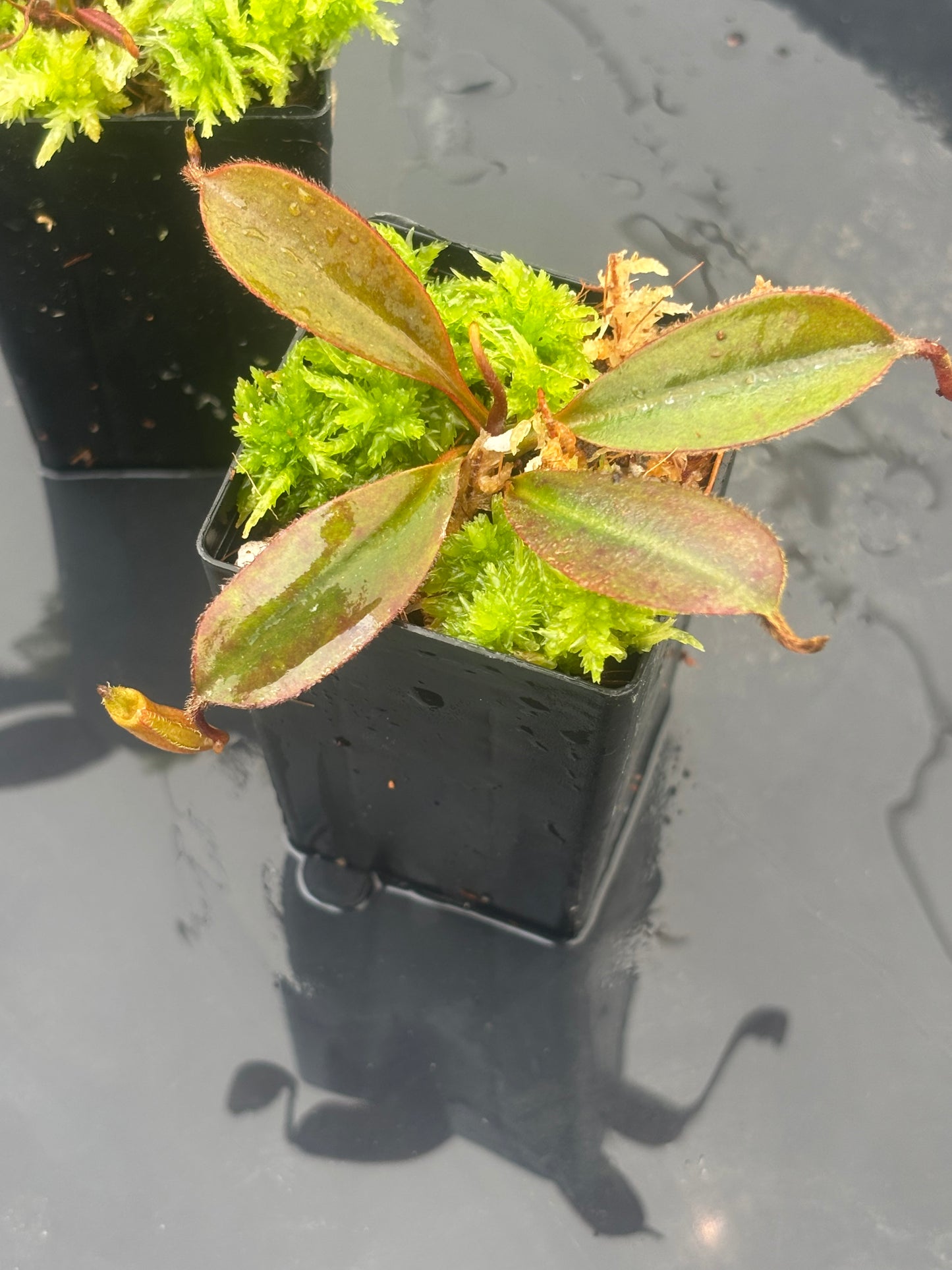 Nepenthes peltata x attenboroughii BE-4601