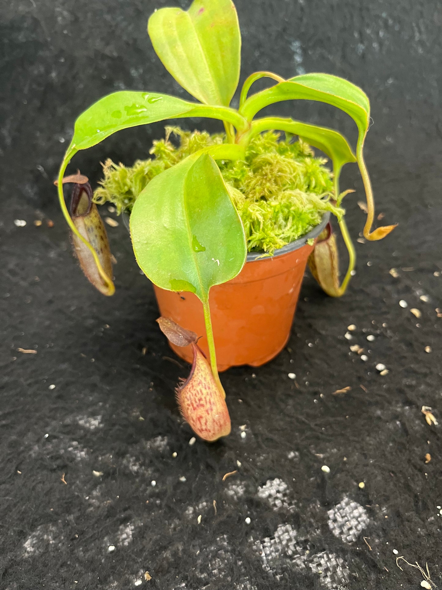 Nepenthes talangensis x robcantleyi BE-3497