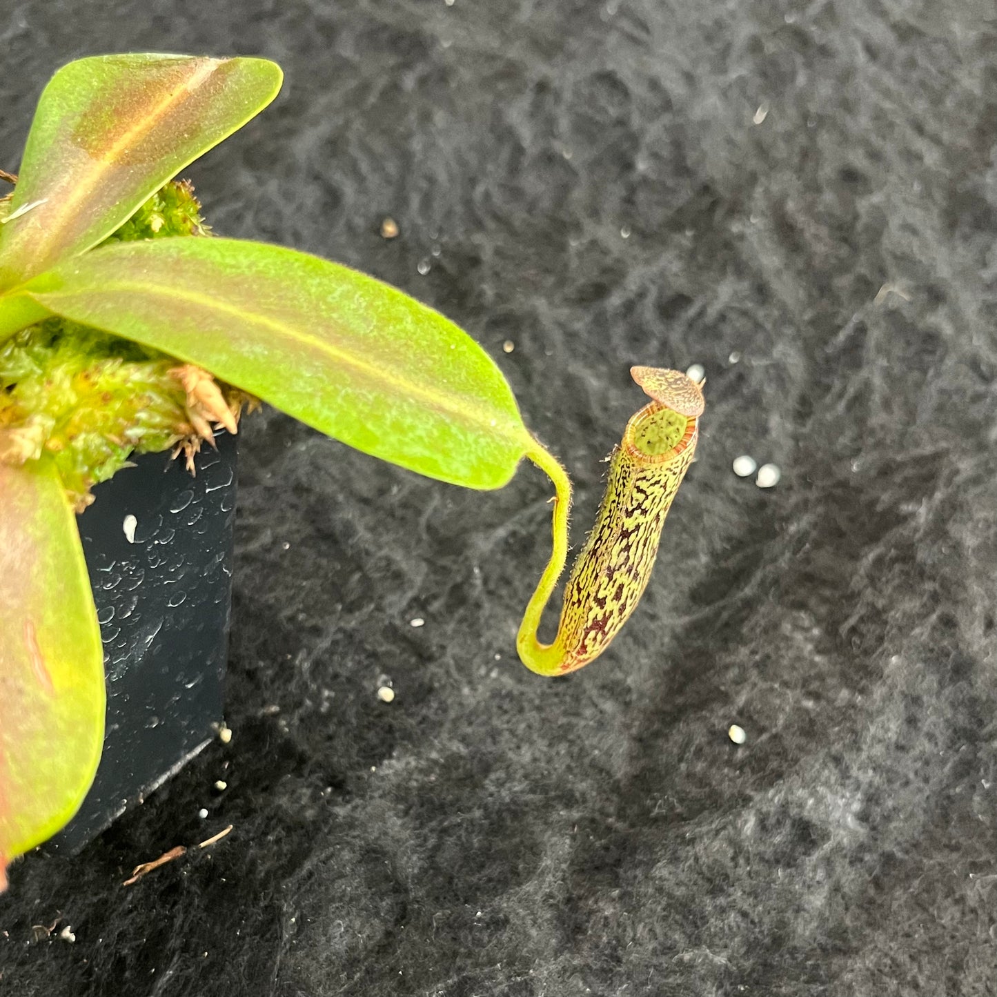 Nepenthes vogelii BE-3256