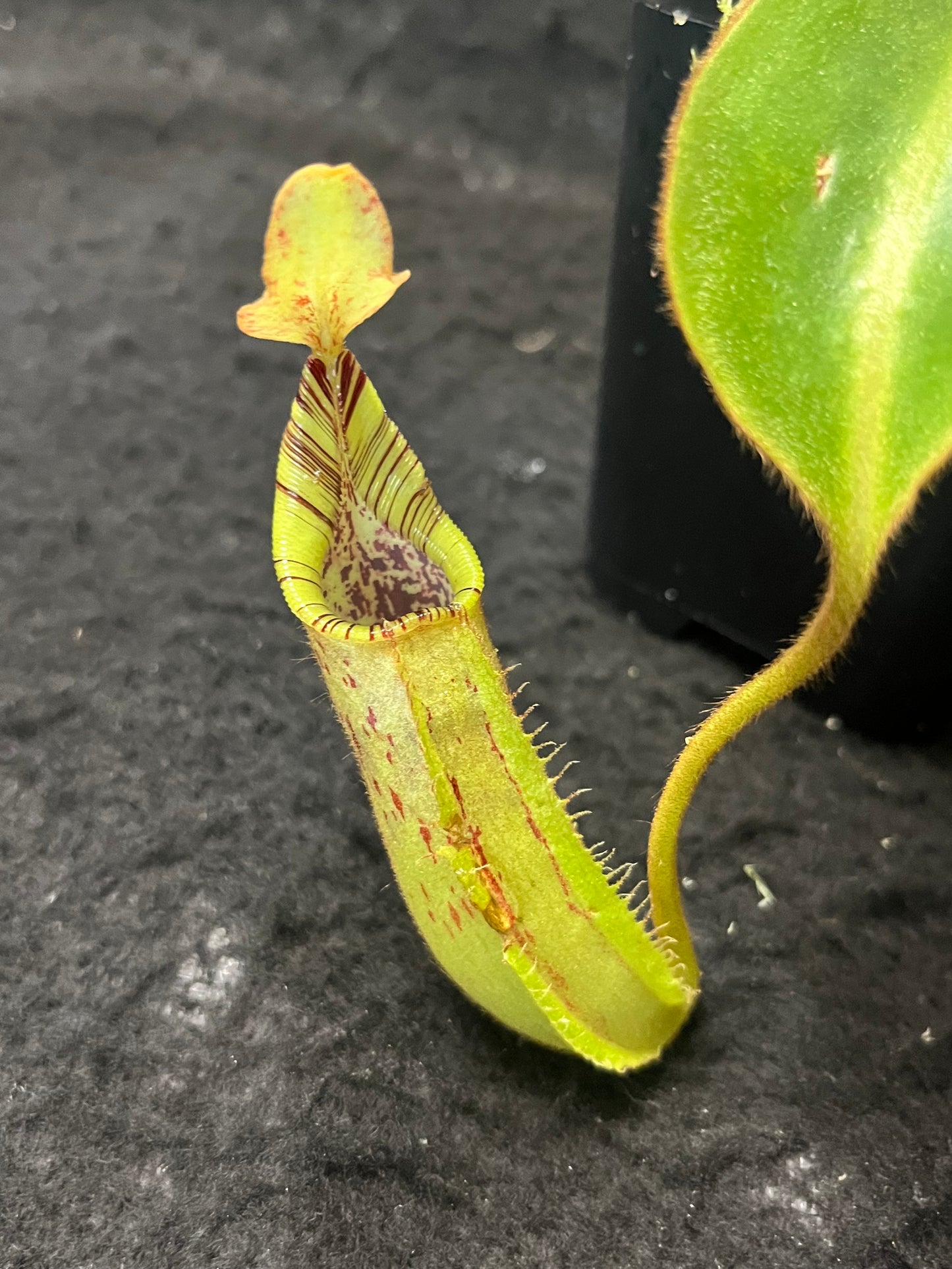 Nepenthes robcantleyi x mollis