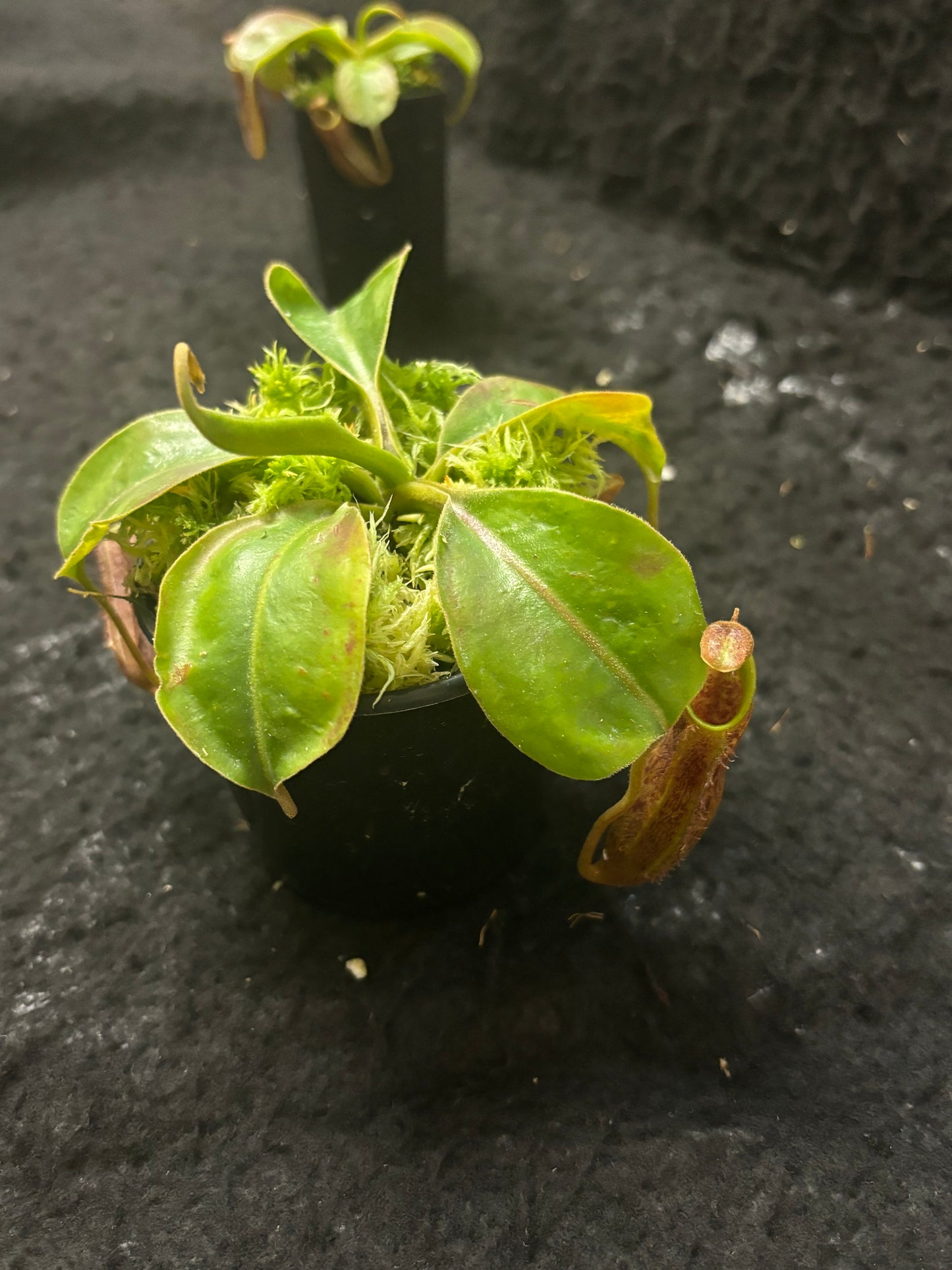 Nepenthes boschiana x mollis