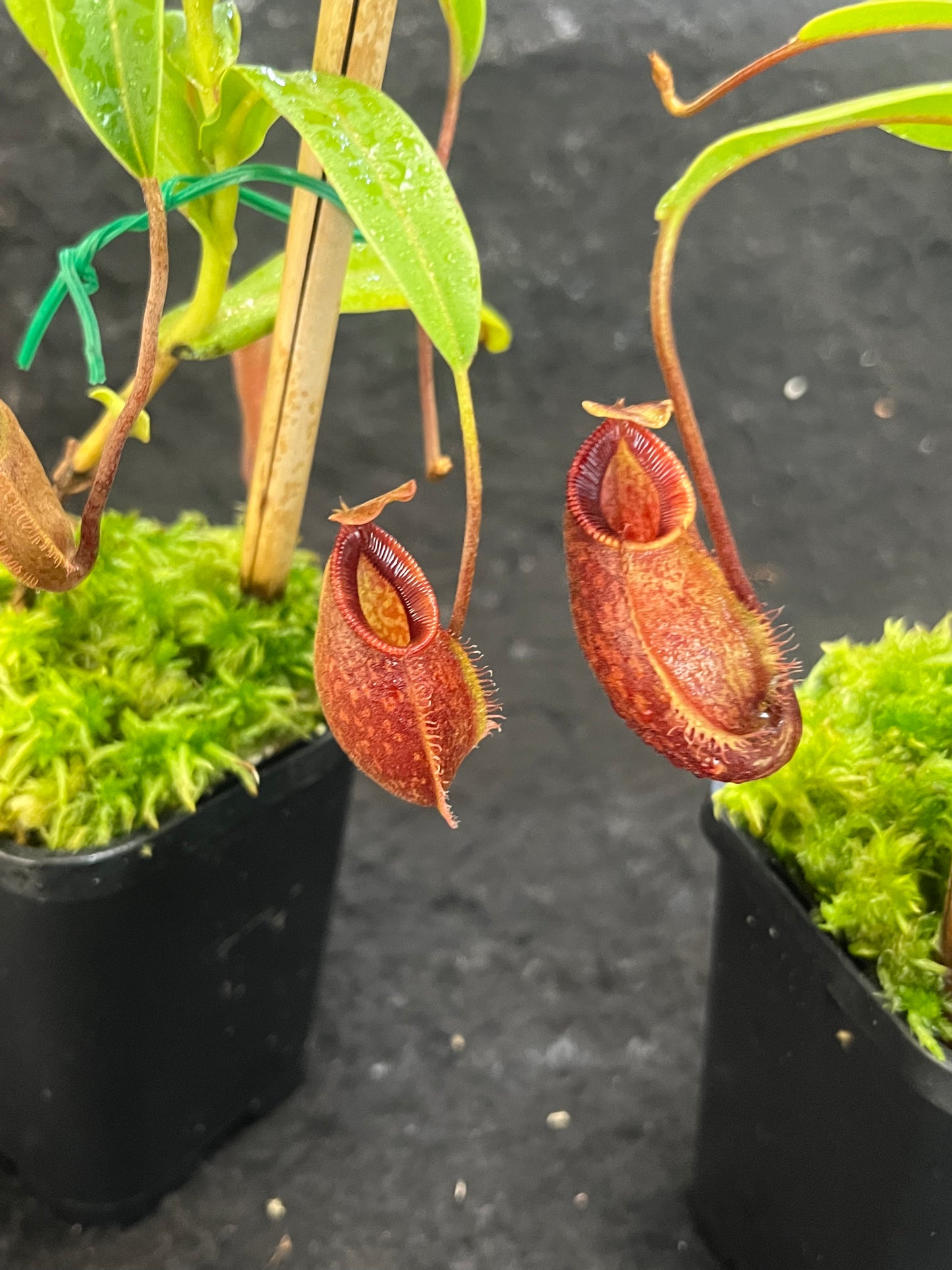 Nepenthes aristolochioides x diabolica BE-3898