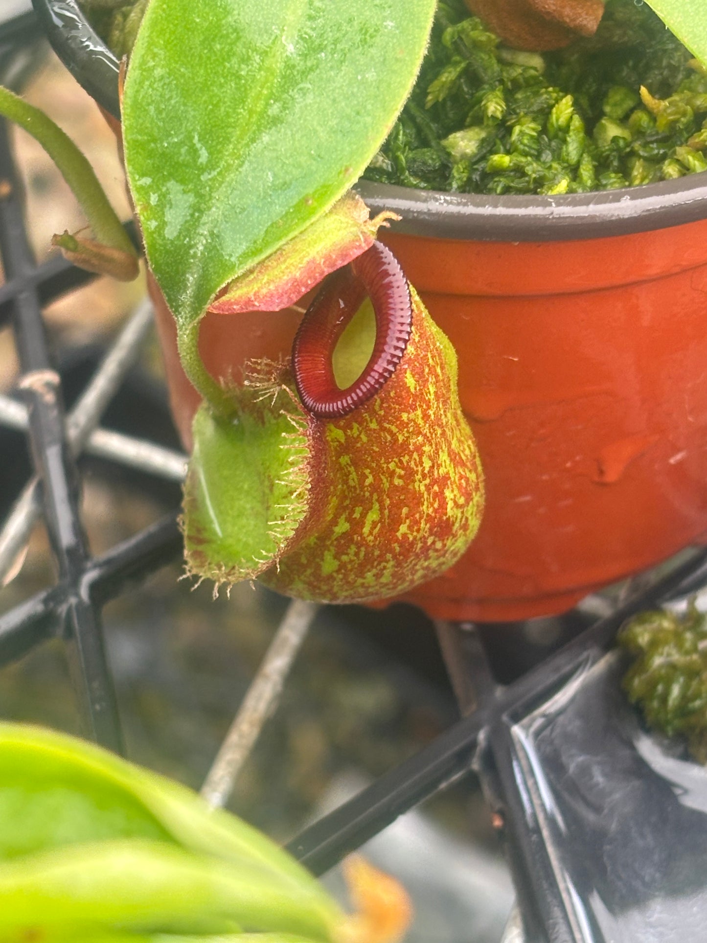 Nepenthes spathulata x ampullaria BE-4073