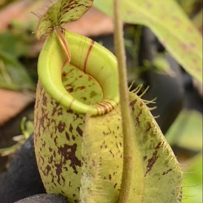 Nepenthes hookeriana