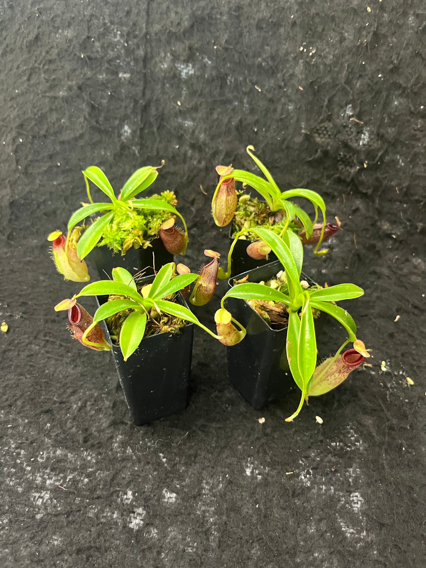 Nepenthes spathulata x aristolochioides BE-4077