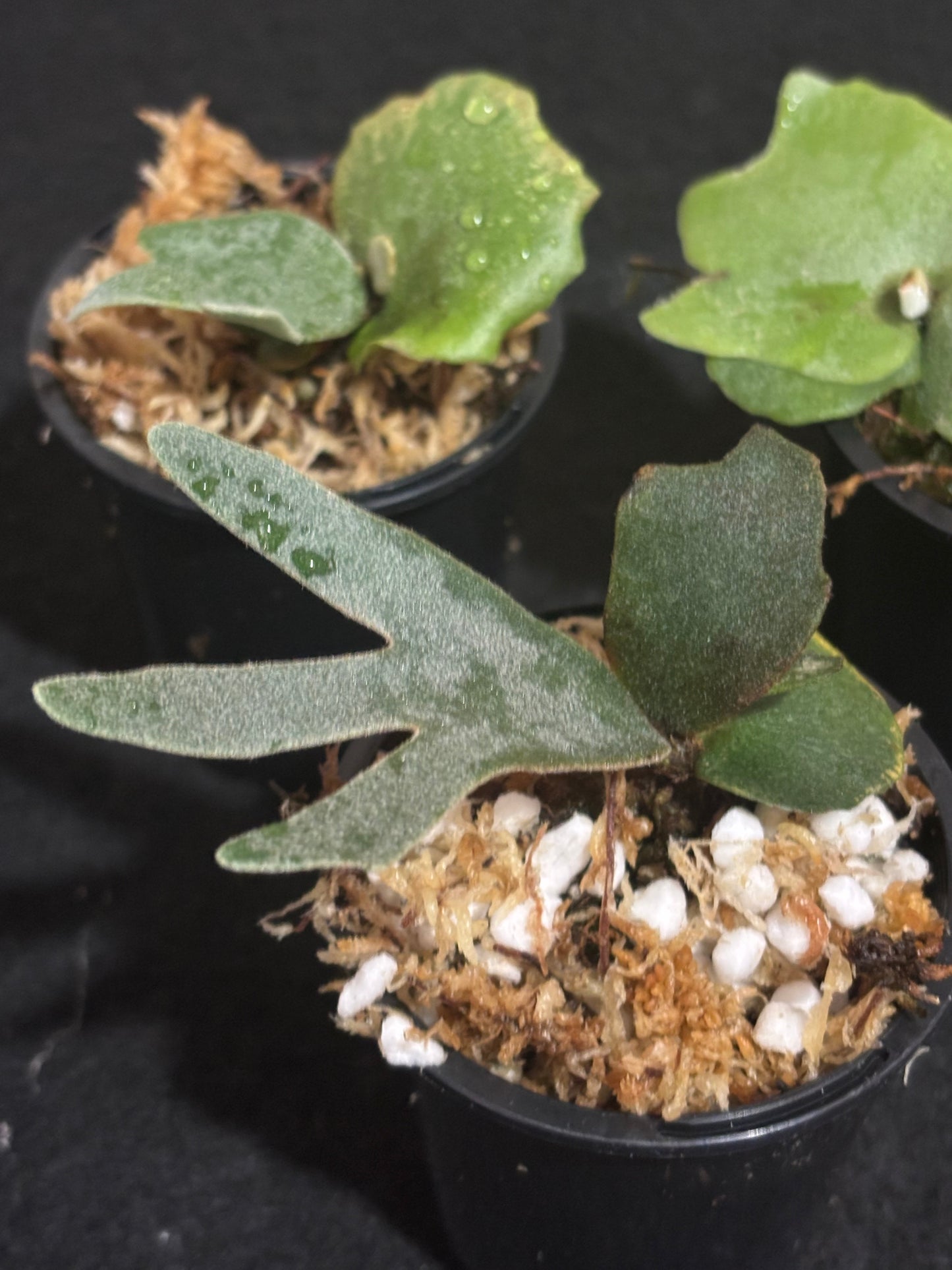 Platycerium Nano