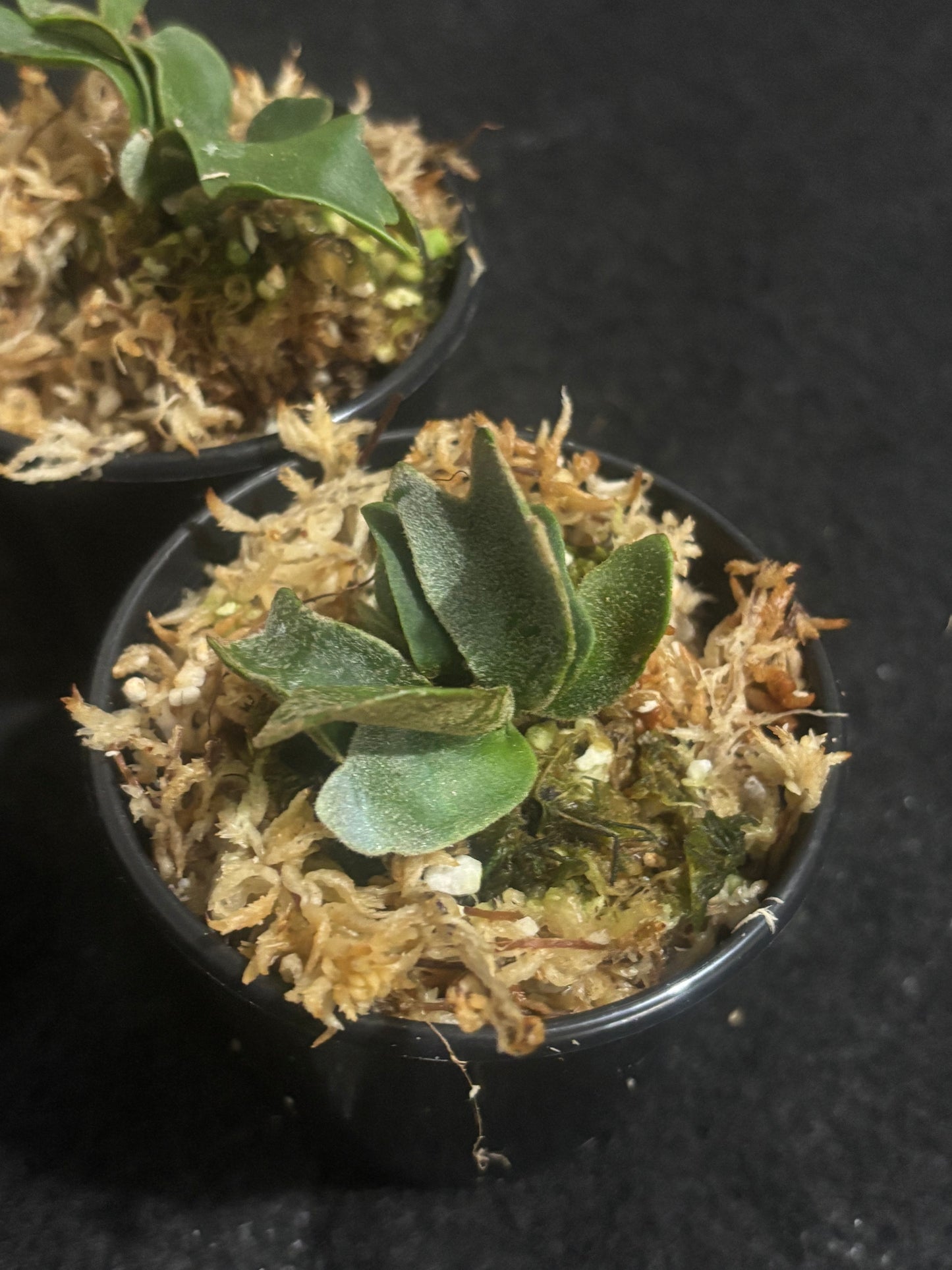 Platycerium willinckii ‘Bacteria’