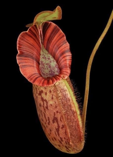Nepenthes robcantleyi x spectabilis BE-3754