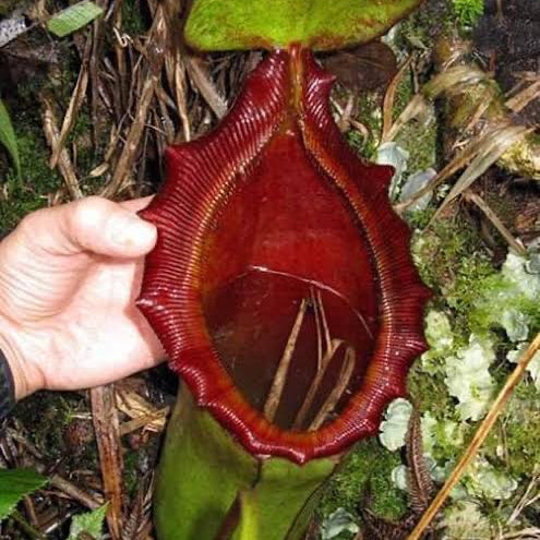 Nepenthes rajah x lowii BE-4502