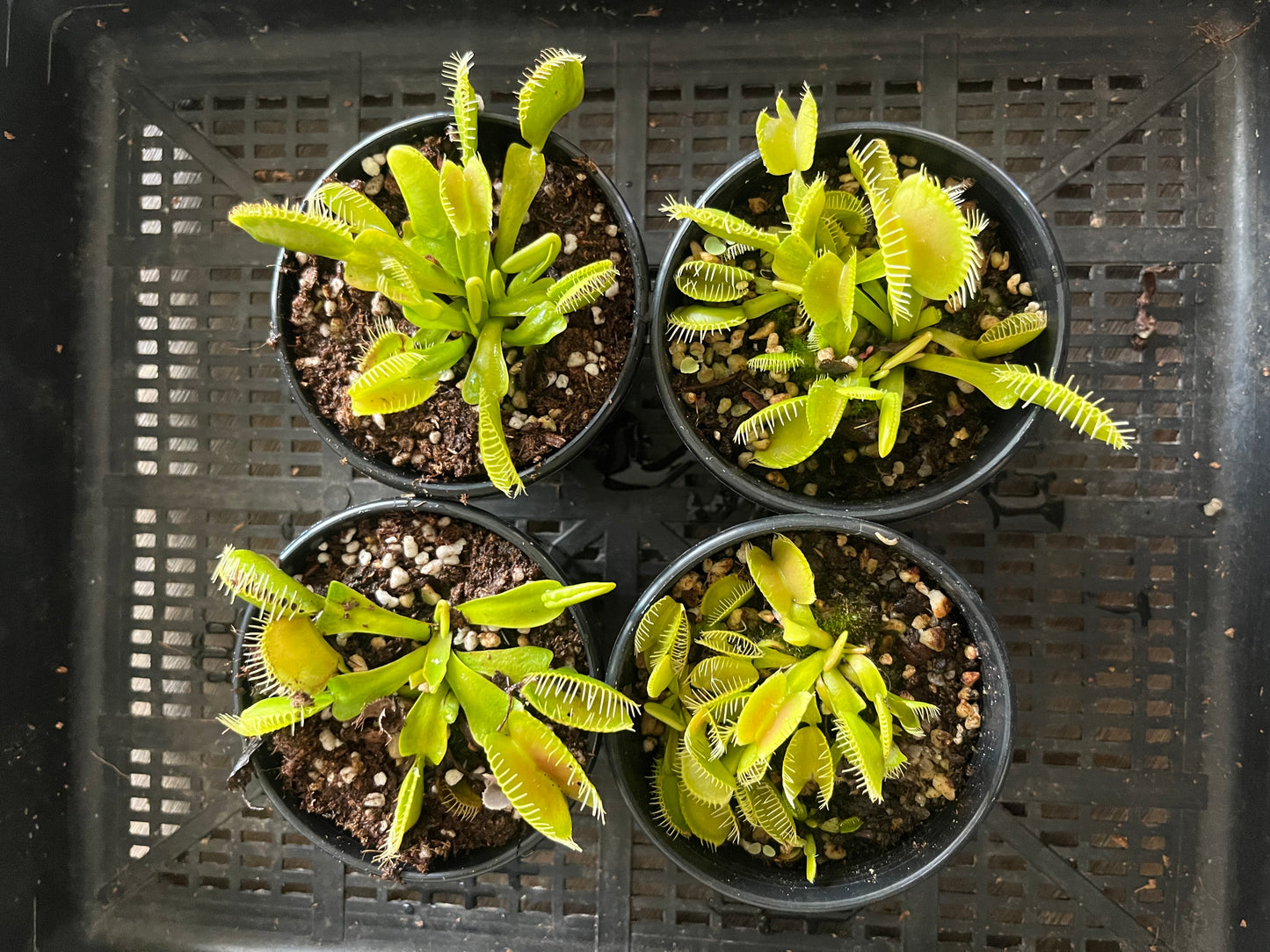 Dionaea muscipula