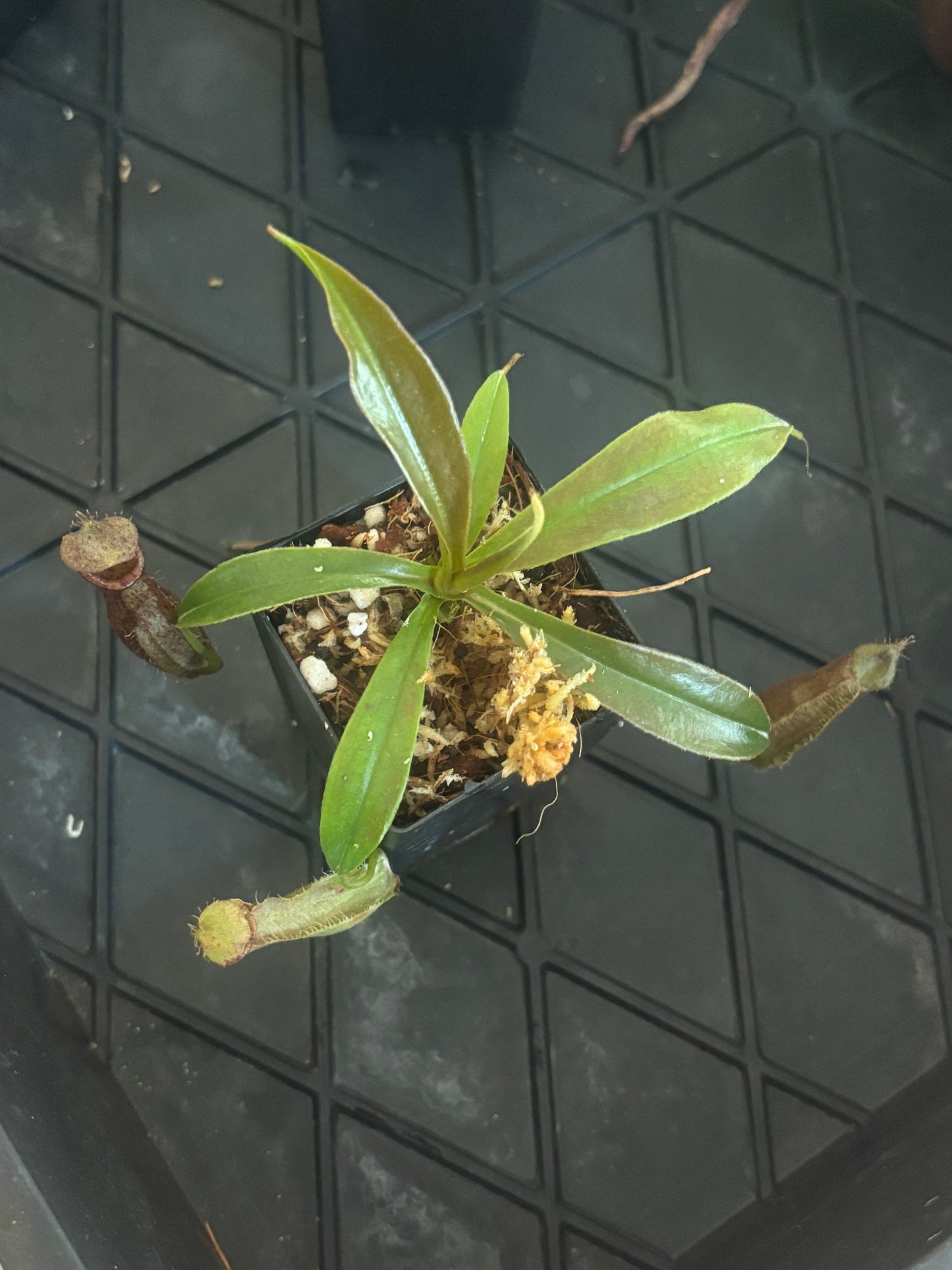 Nepenthes singalana x ampullaria BE-3744