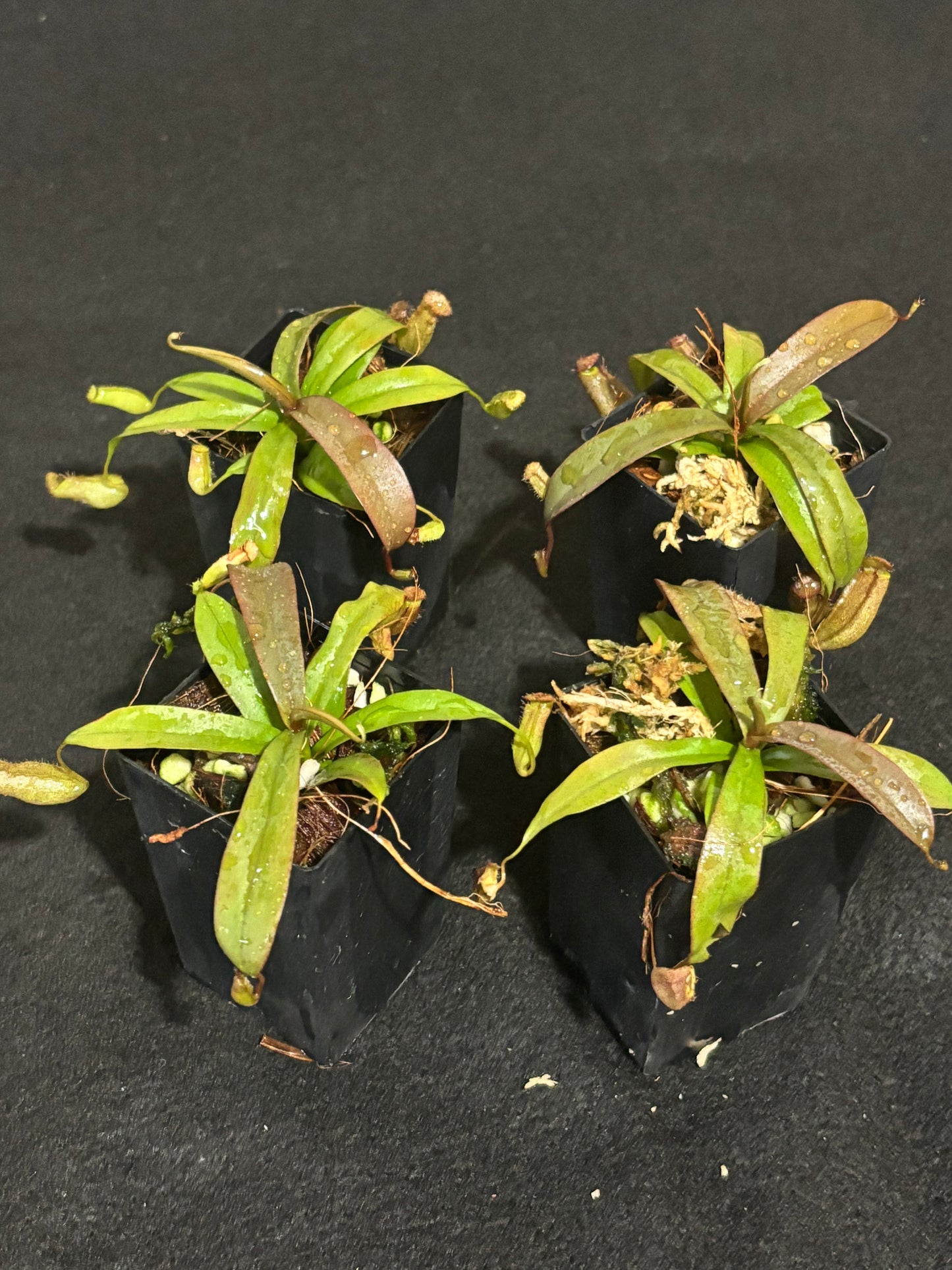 Nepenthes Rebecca Soper