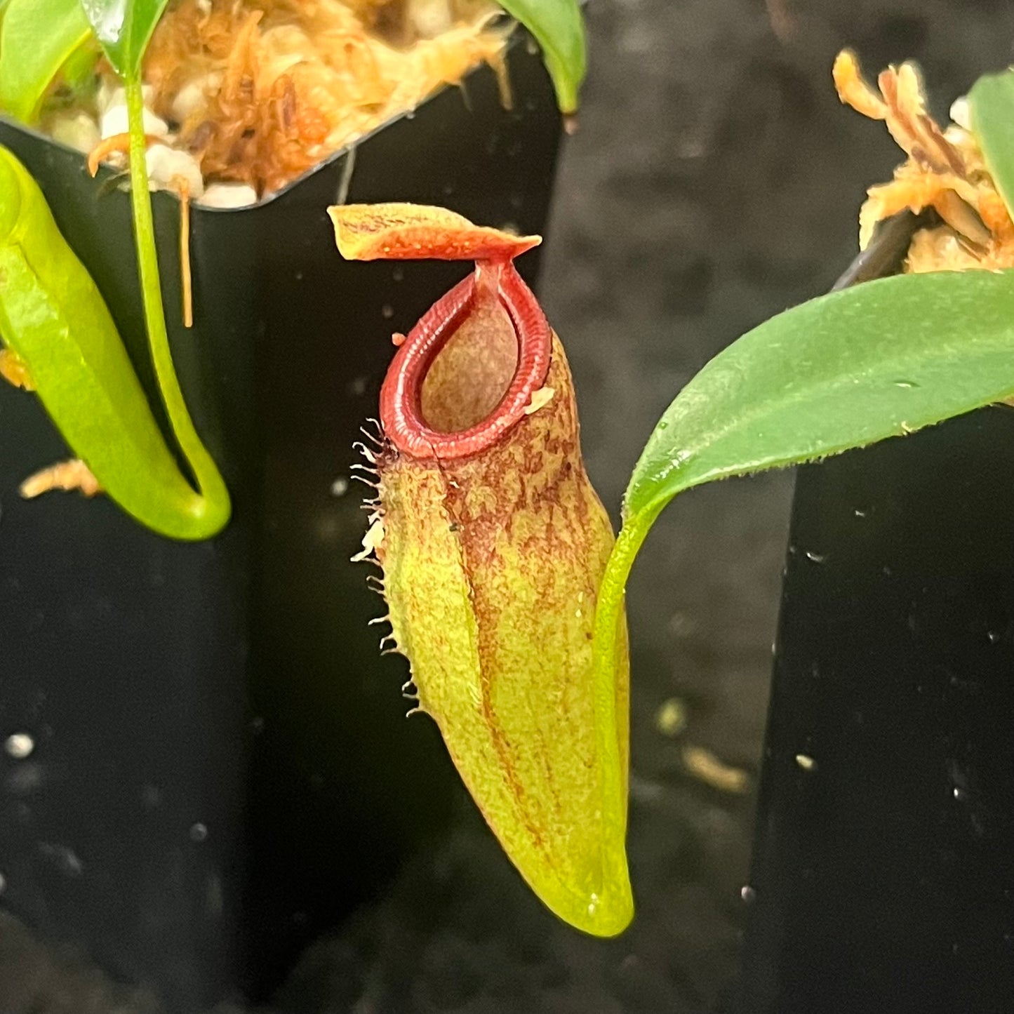 nepenthes aristolochioides x campanulata