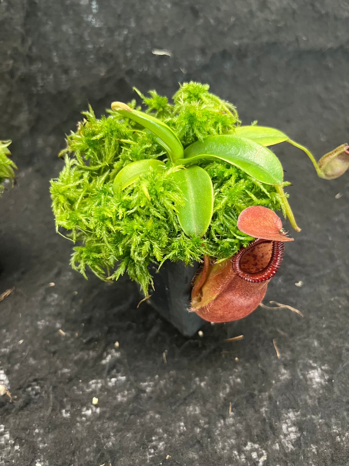 Nepenthes spathulata x diabolica BE-3983