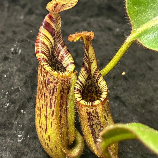 Nepenthes (burbidgeae x veitchii) x mollis
