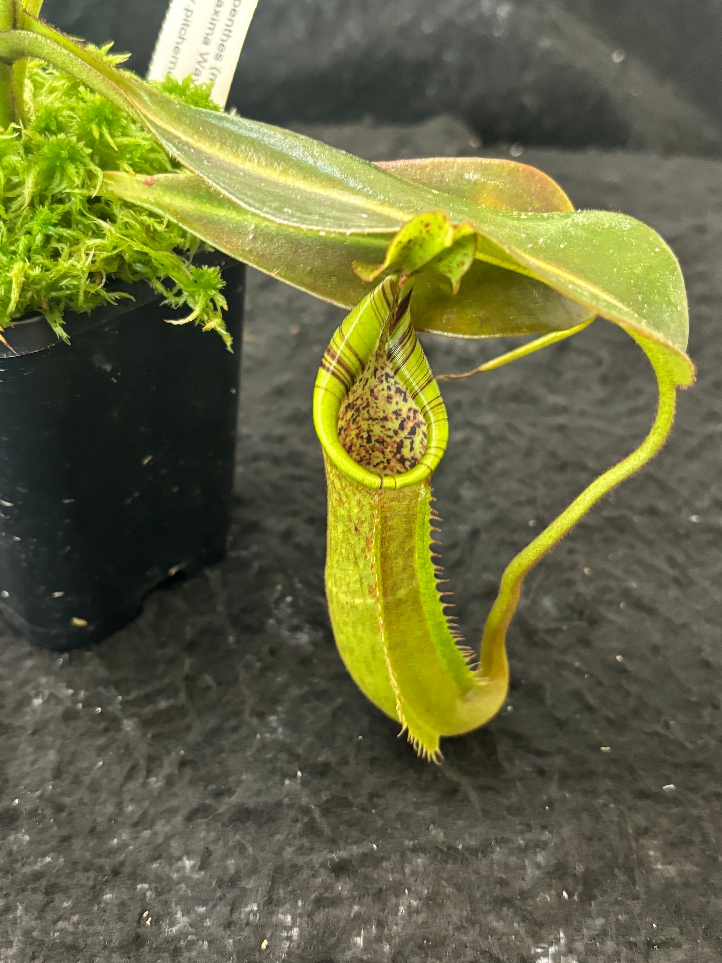 Nepenthes (mollis x veitchii) x maxima Wavy Leaves