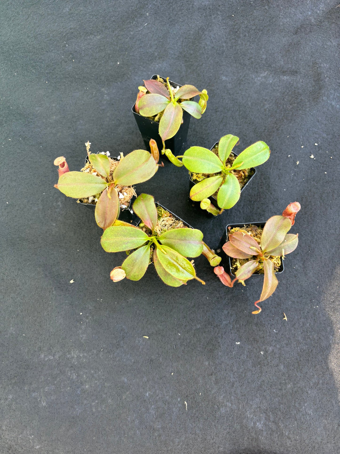 Nepenthes rajah x veitchii Seed-grown