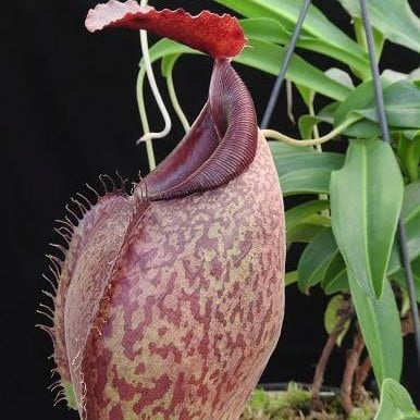 Nepenthes spathulata x aristolochioides BE-4077