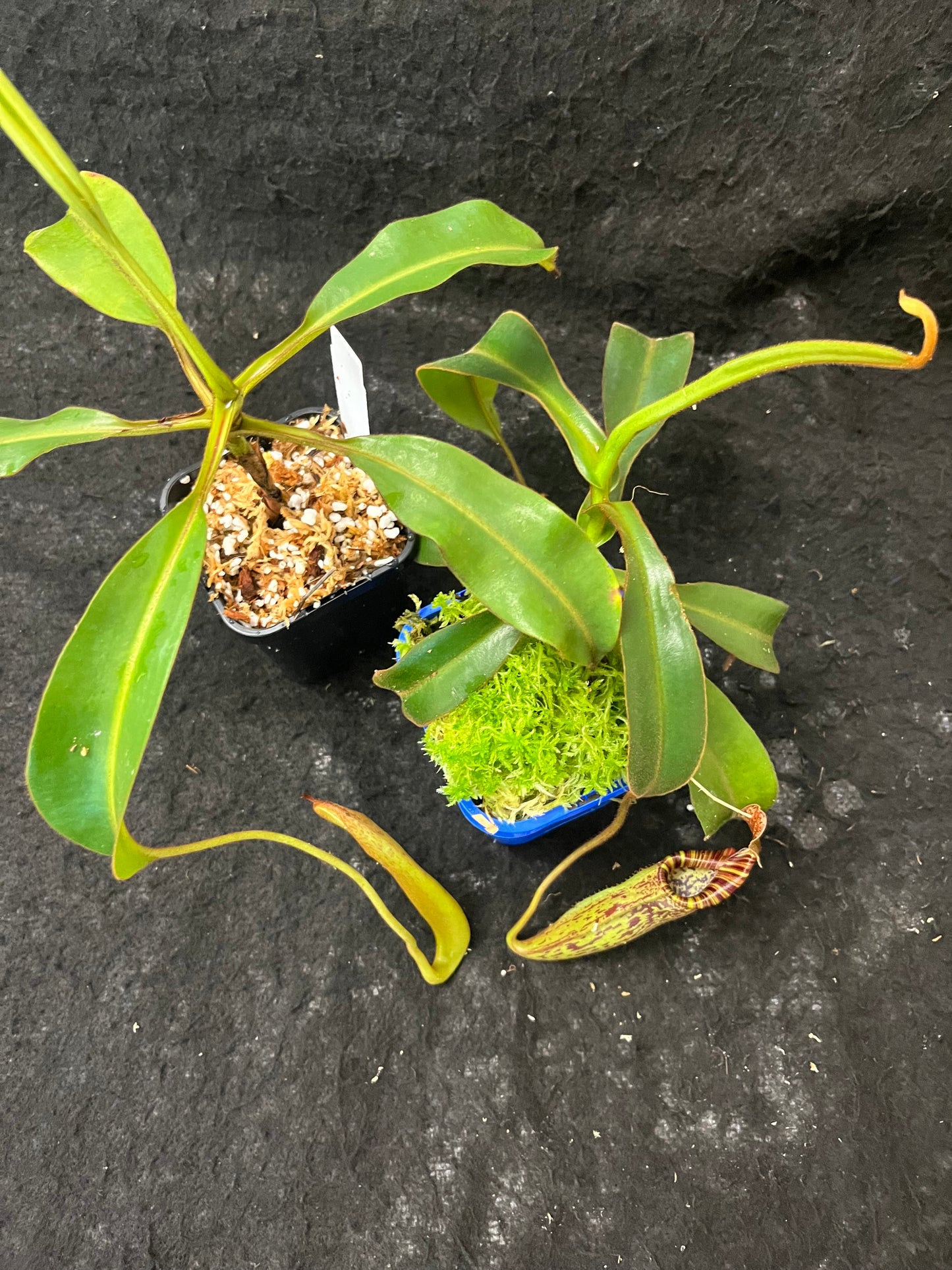 Nepenthes epiphytica x mollis