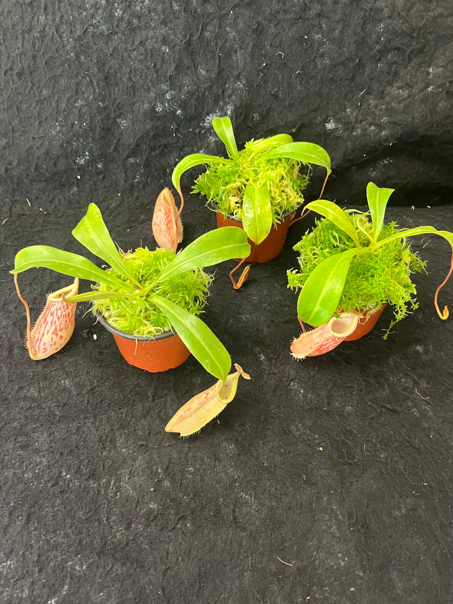 Nepenthes glabrata x veitchii BE 4563