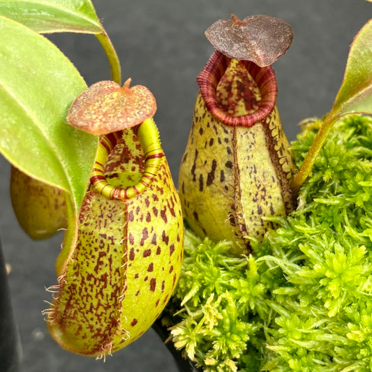 Nepenthes robcantleyi x (aristolochioides x spectabilis) BE-3966