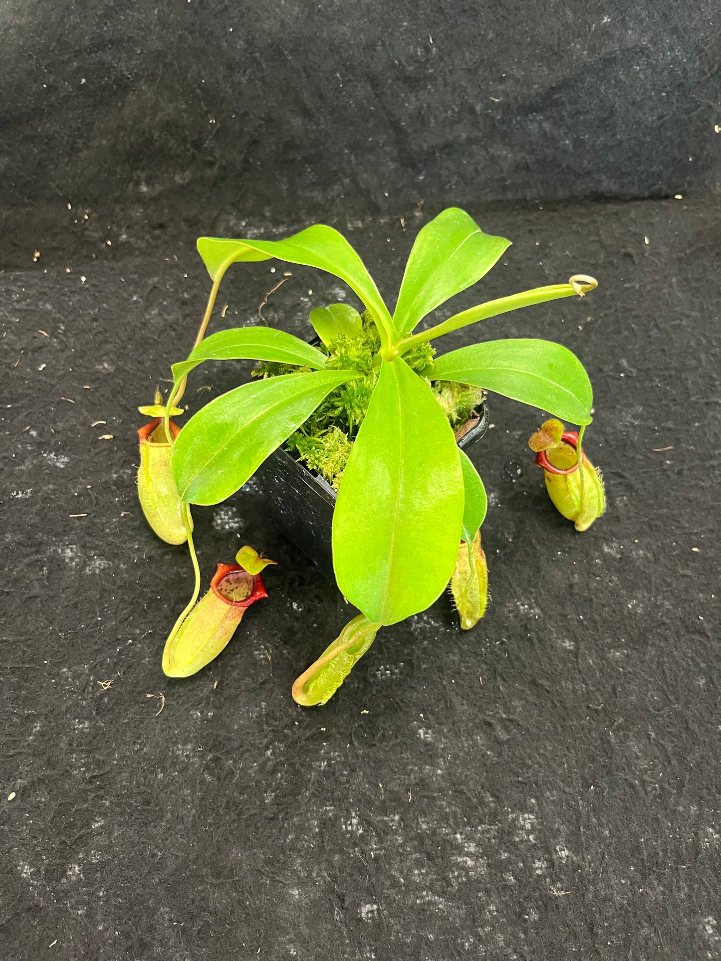 Nepenthes spathulata x flava BE-4048