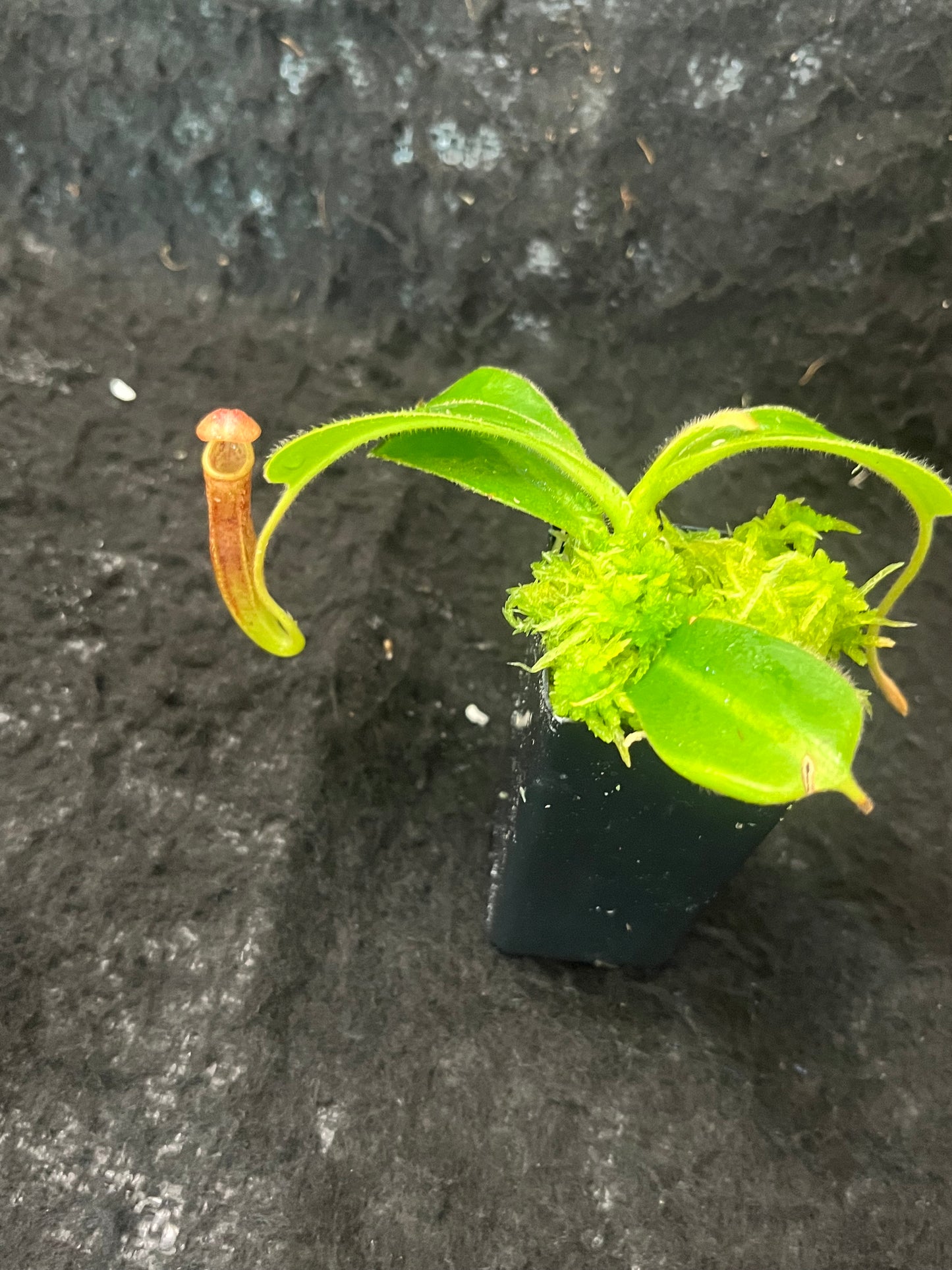 Nepenthes glandulifera x trusmadiensis