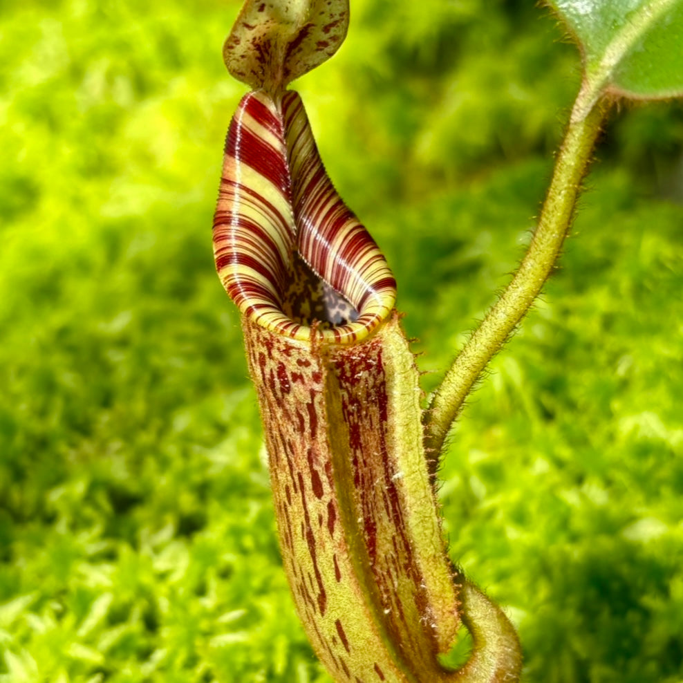 Nepenthes (burbidgeae x veitchii) x mollis