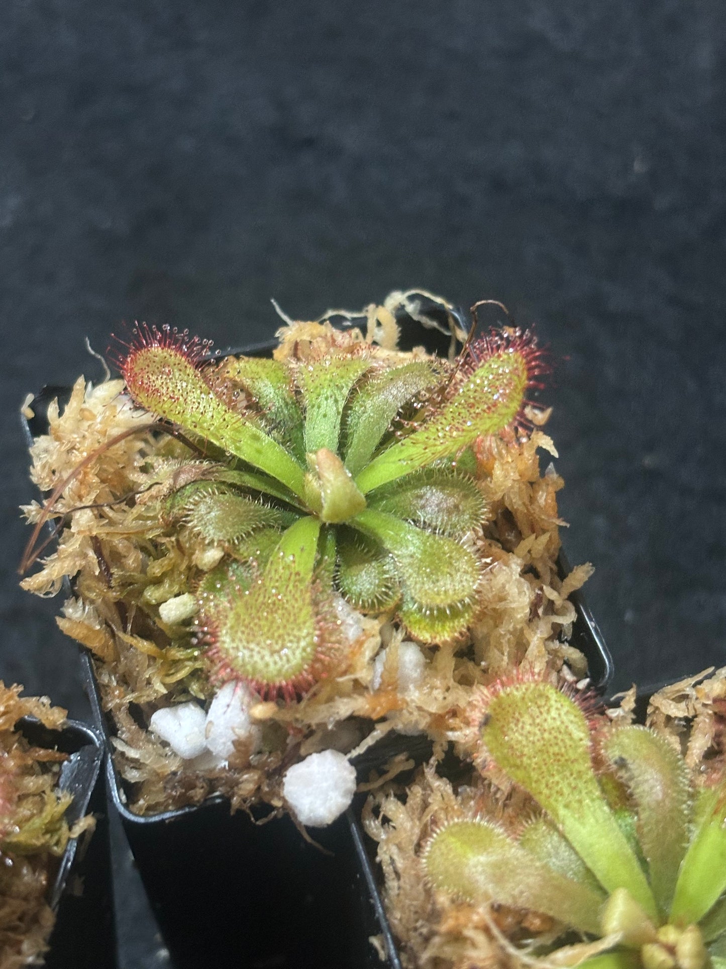 Drosera occidentalis