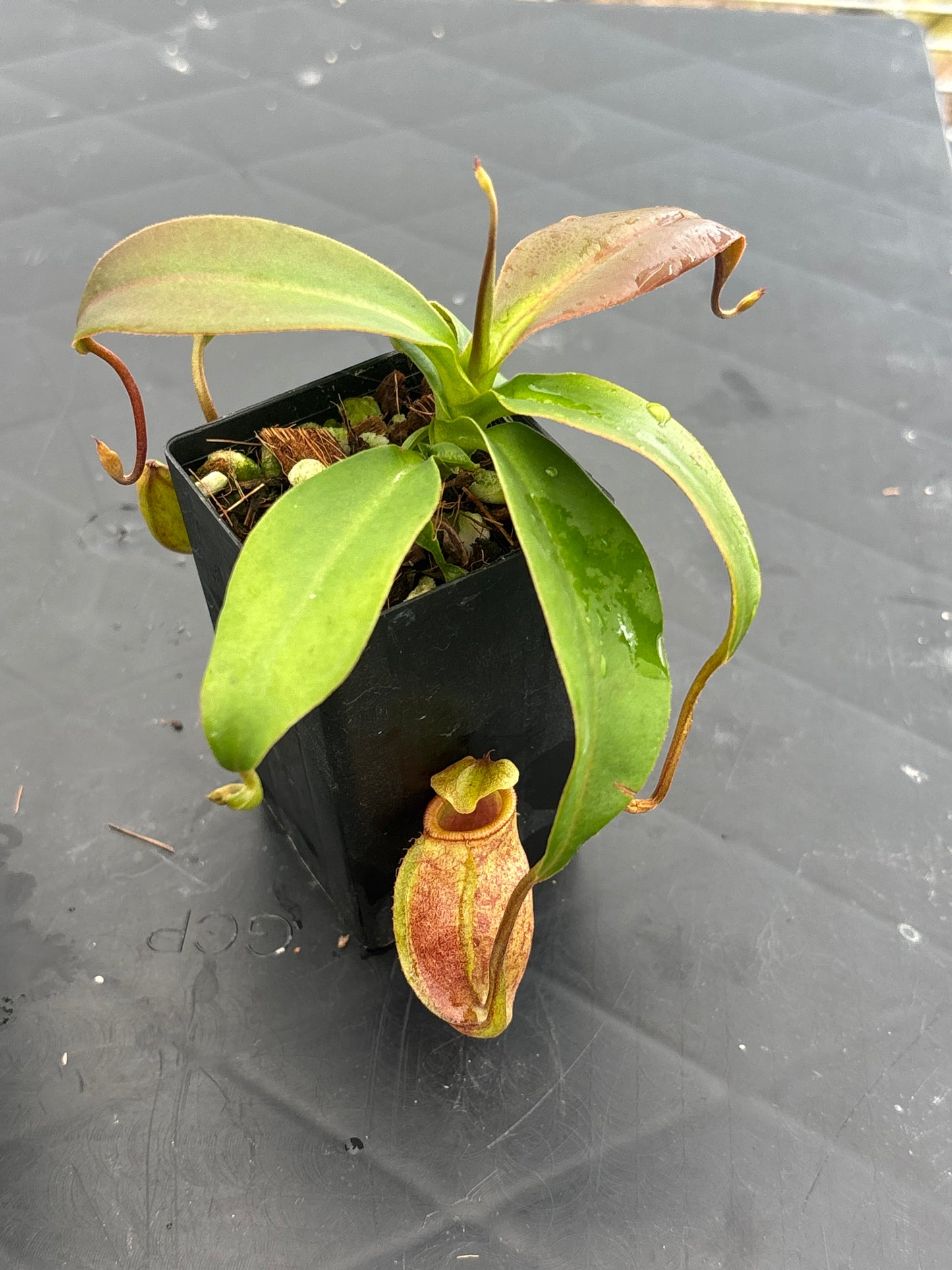 Nepenthes rajah x gymnamphora BE4575