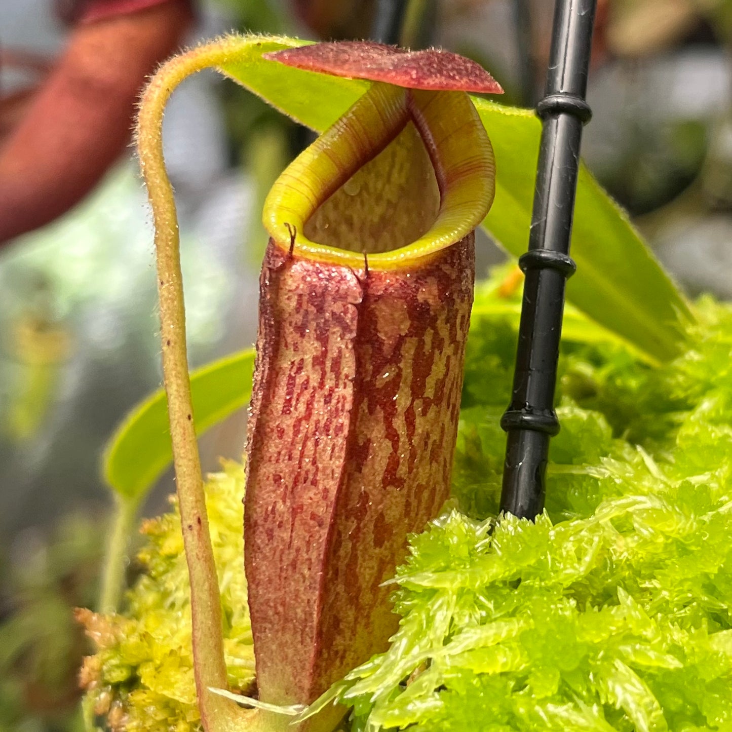 Nepenthes glandulifera x tenuis BE-3891