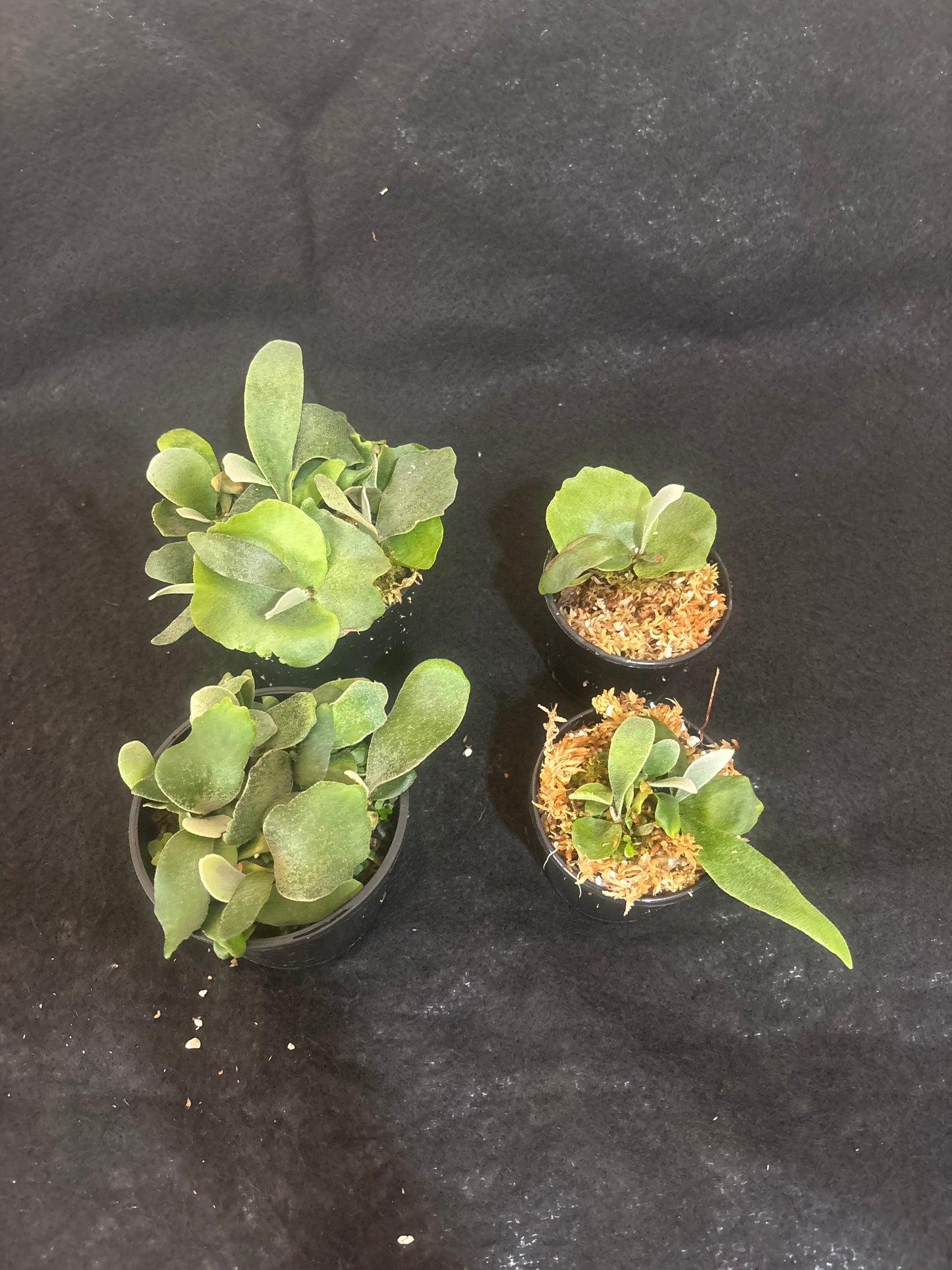 Platycerium Copper Will