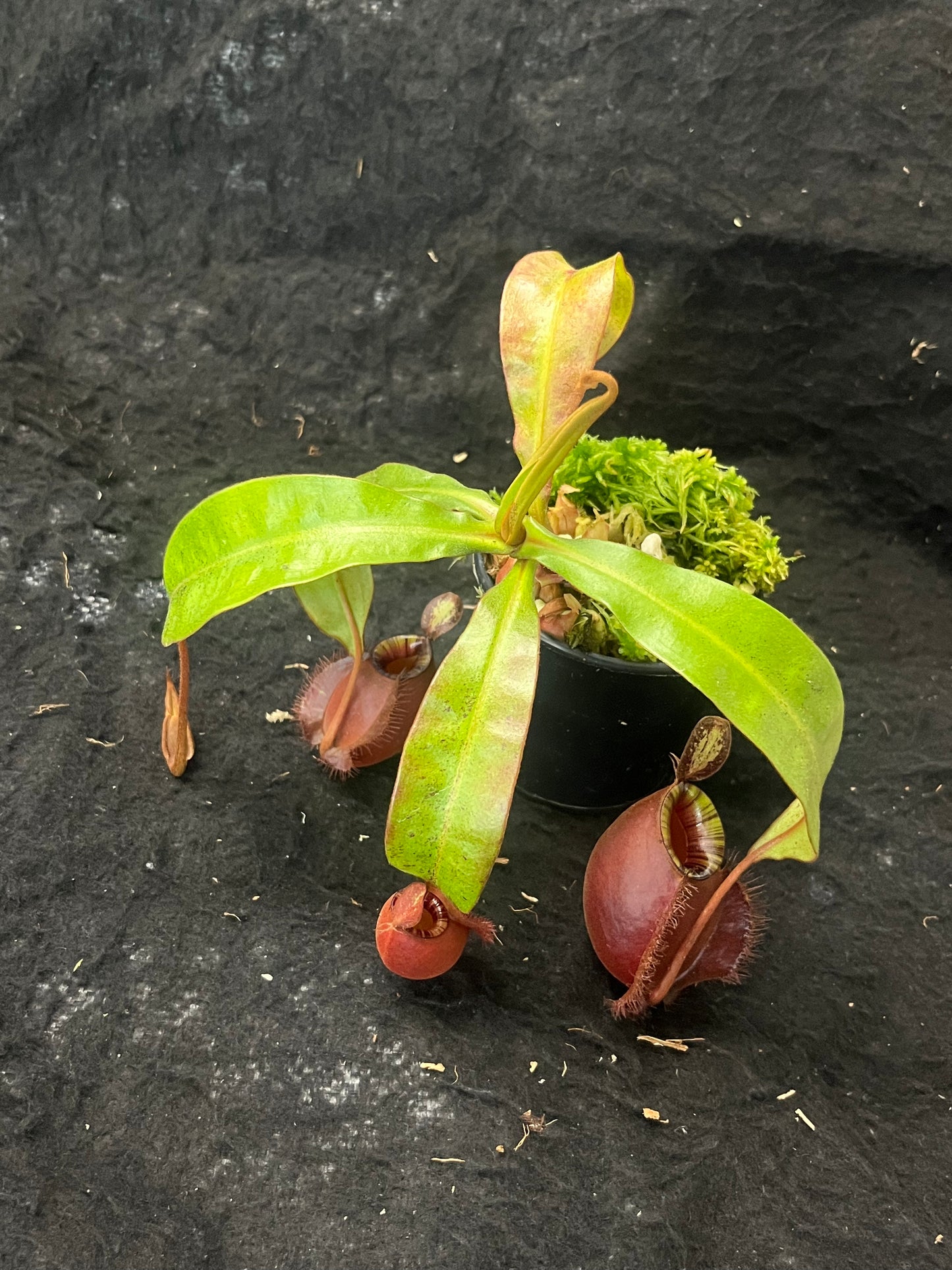 Nepenthes (ampullaria Black Miracle x viking) x (viking x ampullaria Red) SG