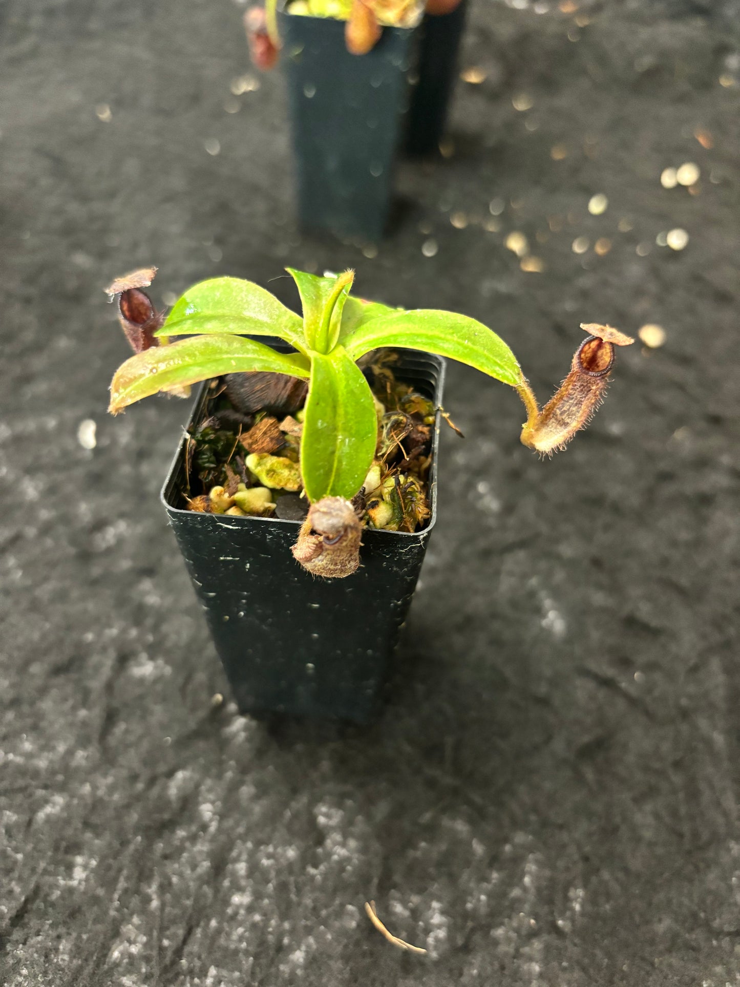 Nepenthes hamata x glandulifera BE-4501