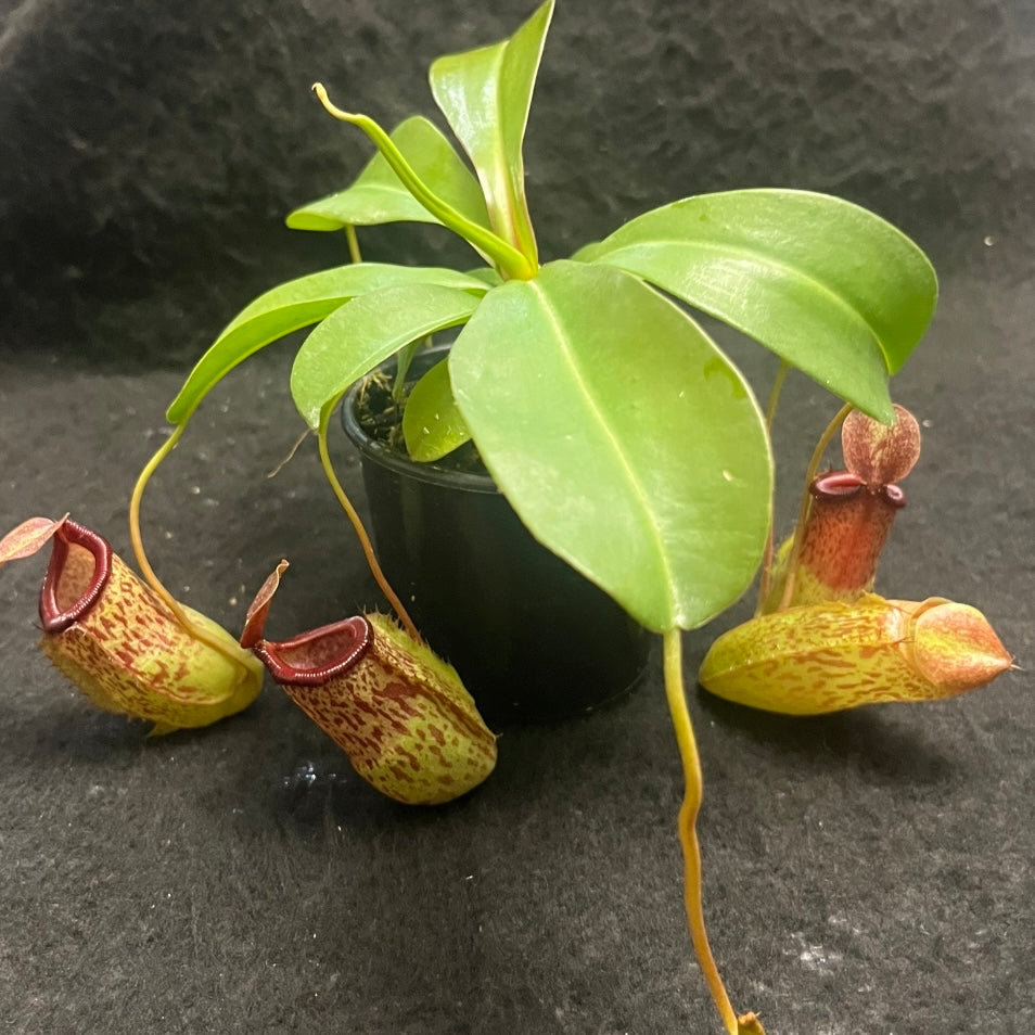 Nepenthes ventricosa x (maxima x talangensis) ‘Mimi's Kiss’