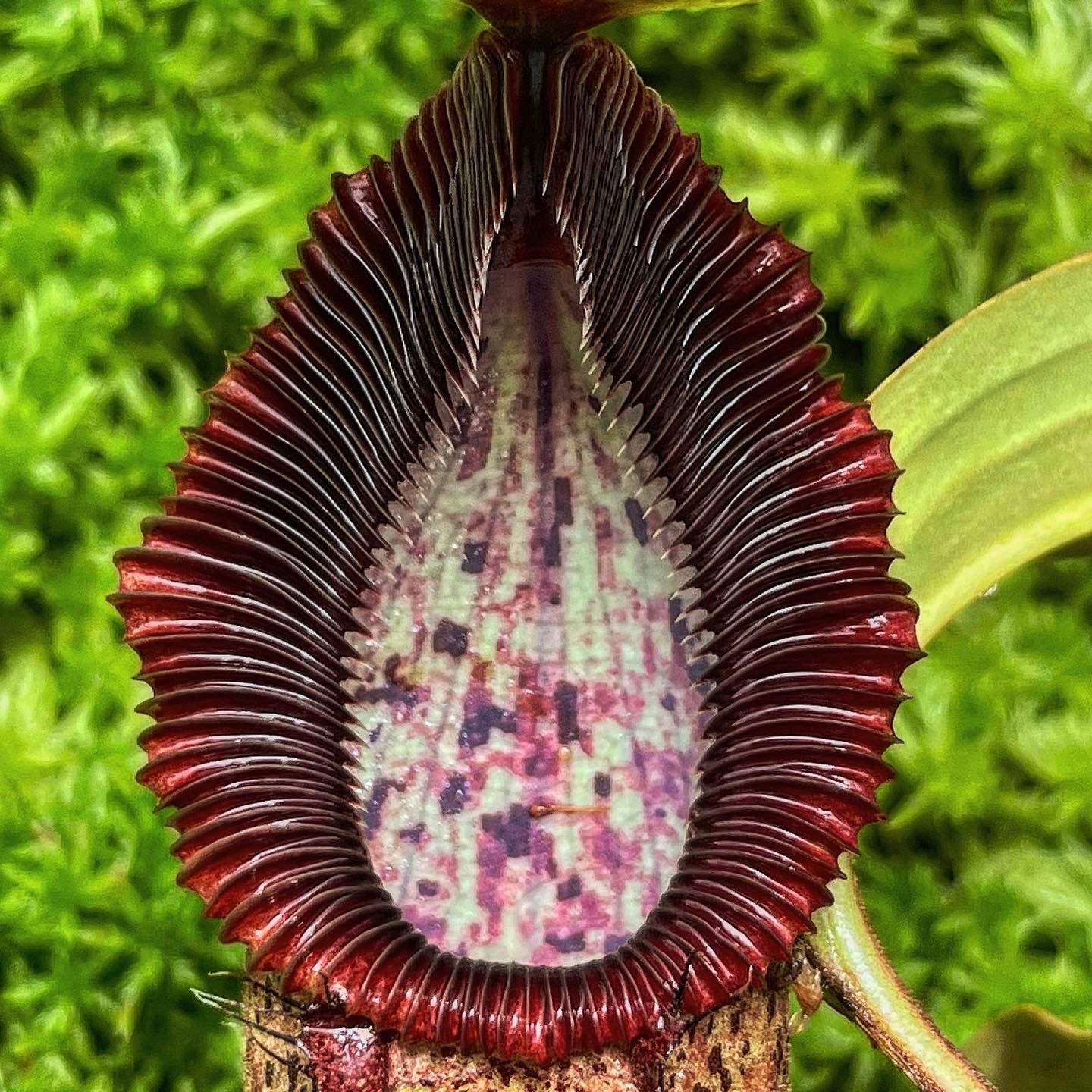 Nepenthes robcantleyi x hamata BE-3958