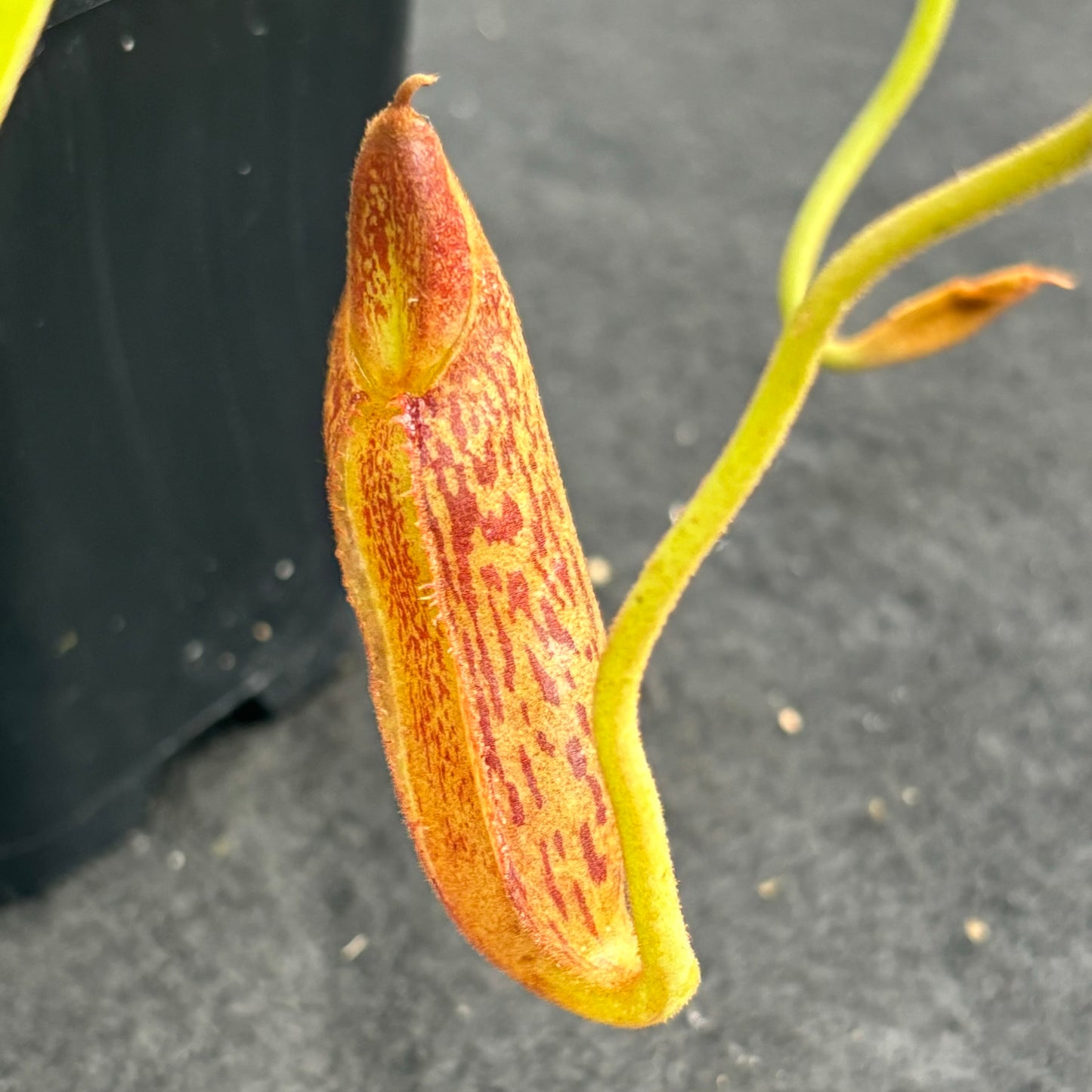 Nepenthes boschiana x mollis Seed-grown